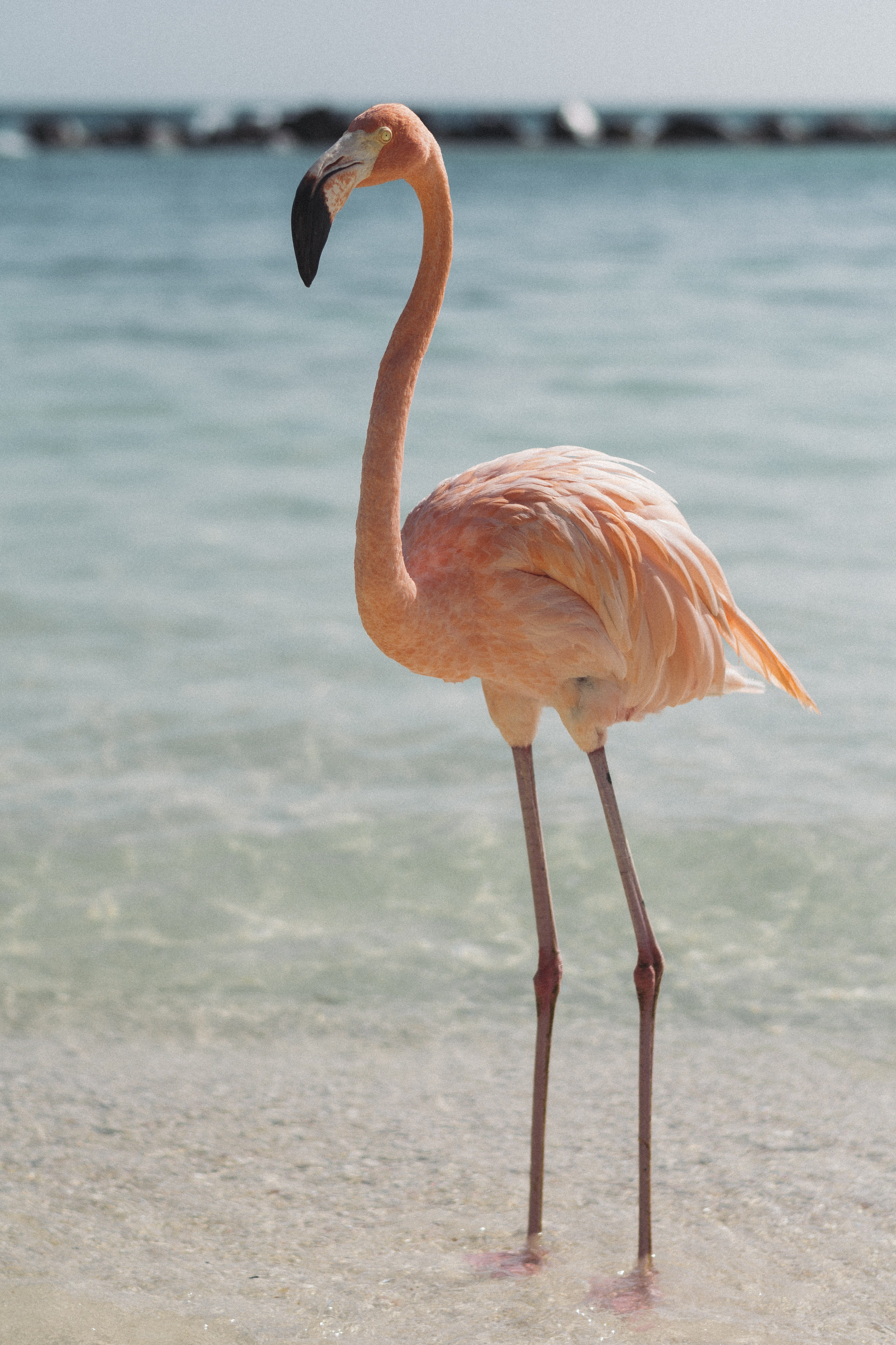 shore, bird, sea, body, water, nature, wing, flamingo, wildlife, animals In The Wild, beach, 5K, pink, animal, ocean, travel, salar de Uyuni, beside, africa, Phone HD Wallpaper