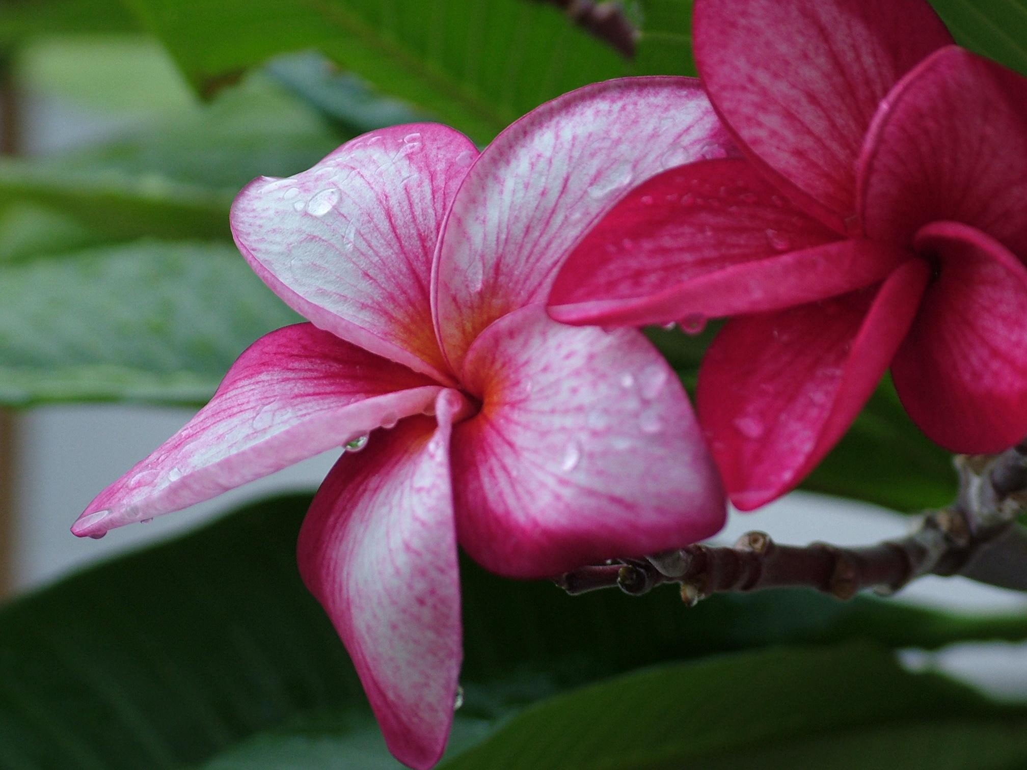 beach, flower, 3d and abstract, pink, aruba, 1080P, pnik, HD Wallpaper