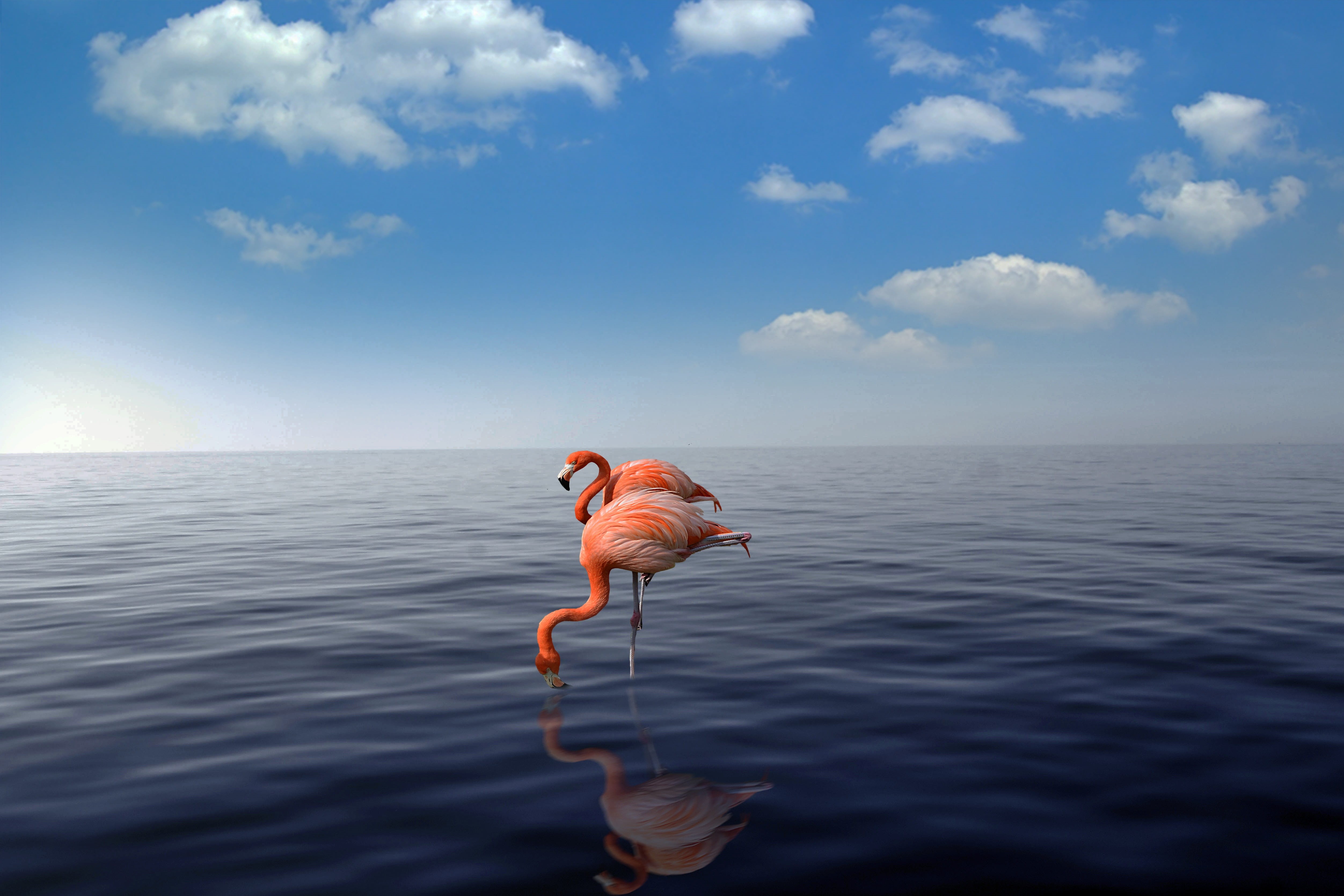 scenics - nature, cloud - sky, pink, coast, 4K, animal, outdoors, wildlife, birds, leisure activity, aruba, tranquil scene, day, ocean, inflatable, summer, HD Wallpaper