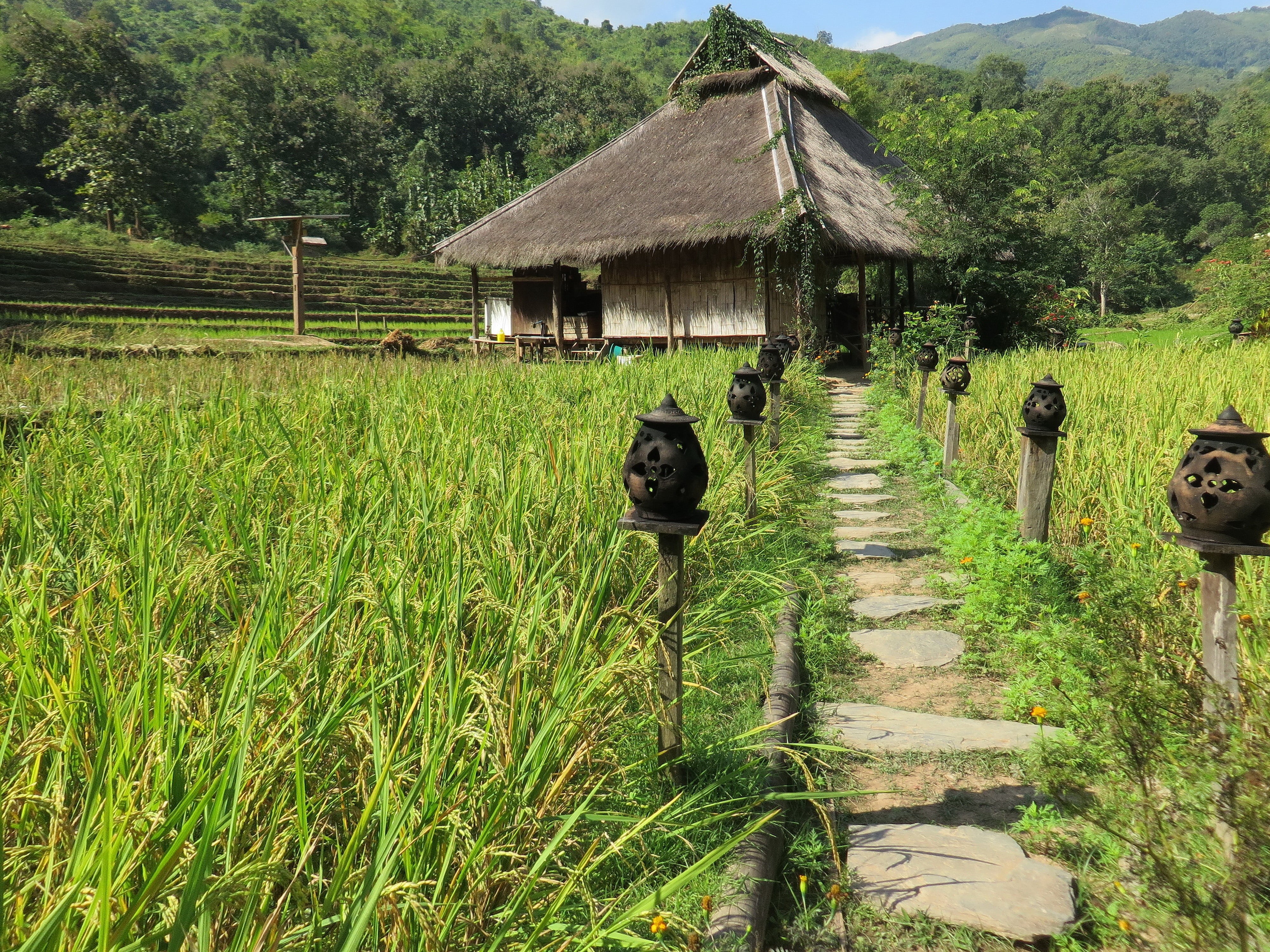 rice field, landscape, paillotte, palapa, growth, land, building, plant, grass, house, tree, architecture, kamu lodge, housing, outdoors, day, 4K, field, HD Wallpaper