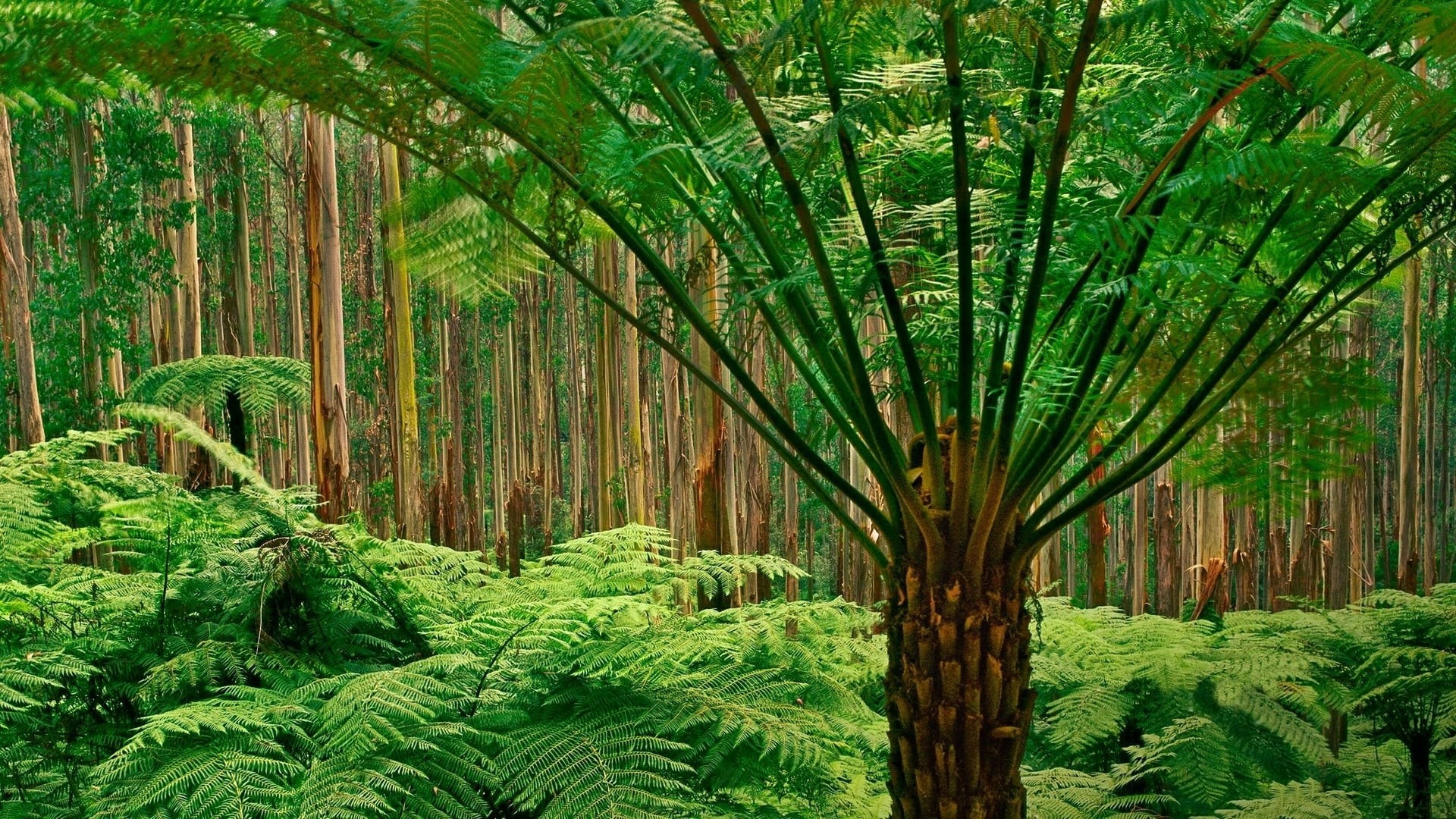 grove, foliage, palm tree, ostrich fern, bamboo - plant, melbourne, nature reserve, day, beauty in nature, tropical tree, dandenong ranges national park, HD Wallpaper