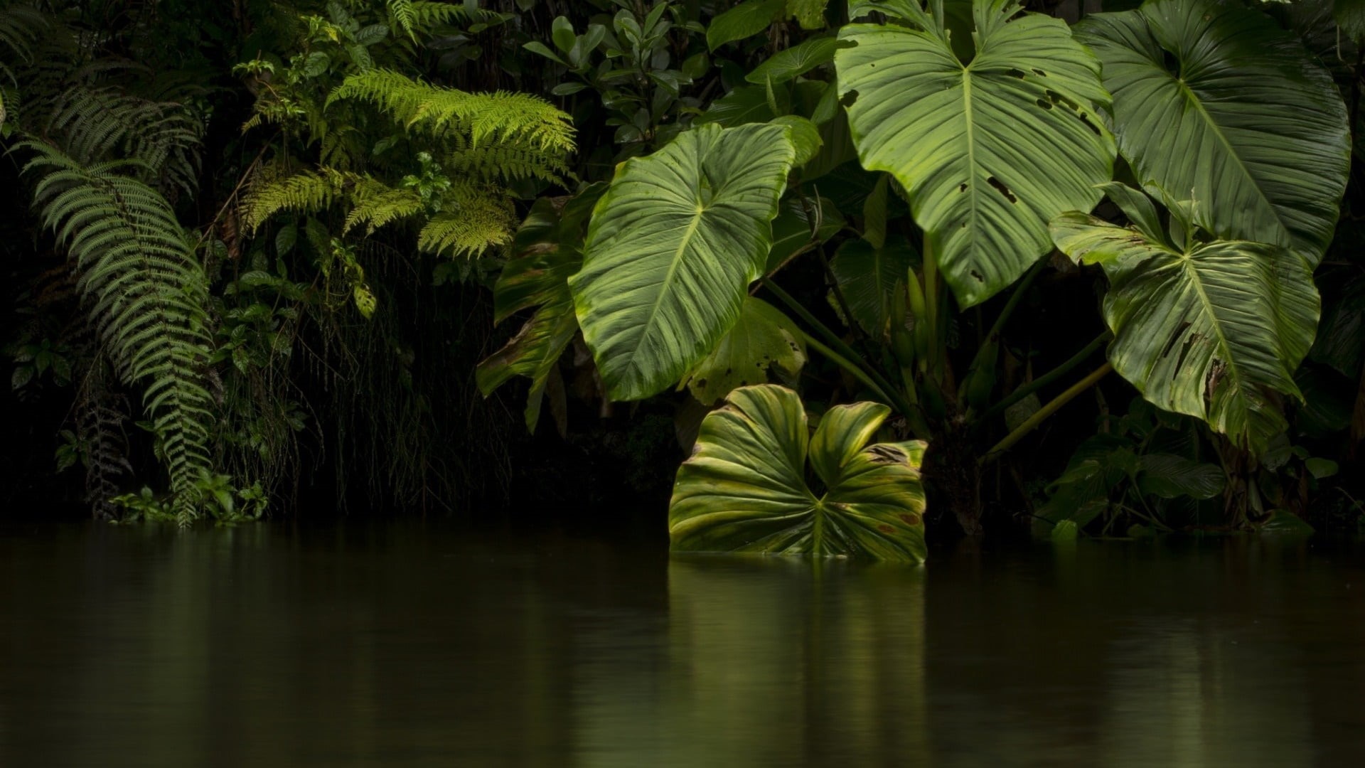 no people, beauty in nature, coconut palm tree, plant part, growth, green, 1080P, rainforest, tranquility, tropical climate, flora, leaves, nature, jungle, HD Wallpaper