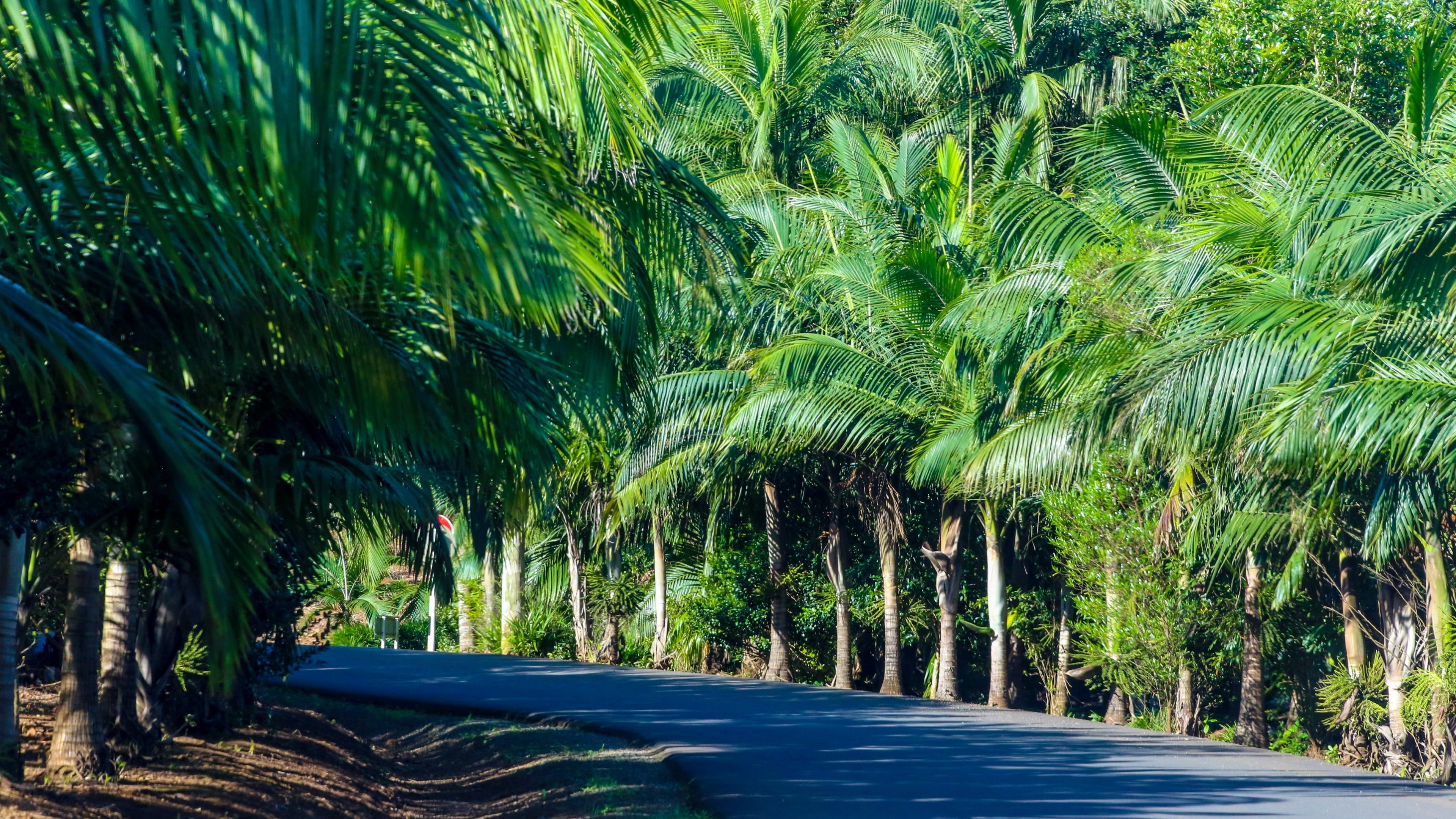 direction, the way forward, transportation, tropical tree, day, tropical, arecales, palm tree, no people, nature, palm leaf, exotic, tranquility, forest, HD Wallpaper