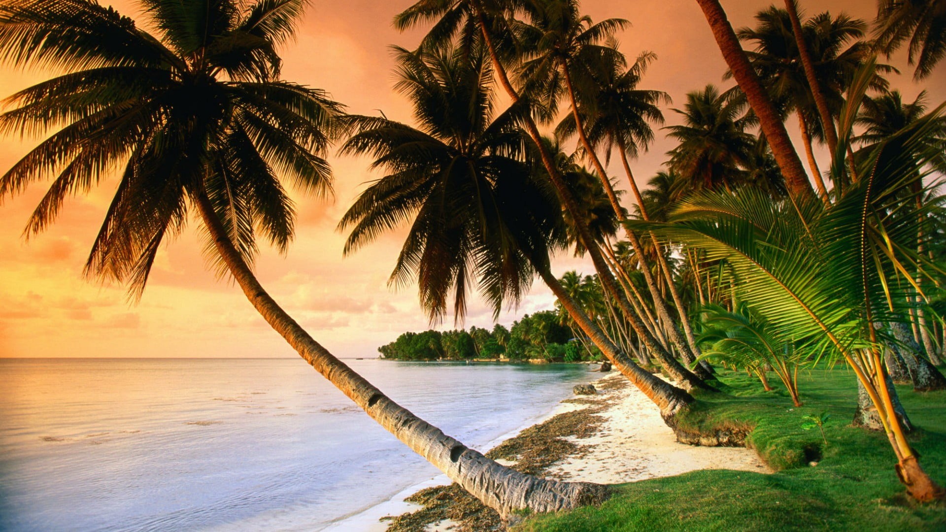 palm tree, sunset, tranquility, horizon, tree, arecales, caribbean, plant, nature, land, landscape, coconut palm tree, outdoors, sea, beauty in nature, HD Wallpaper