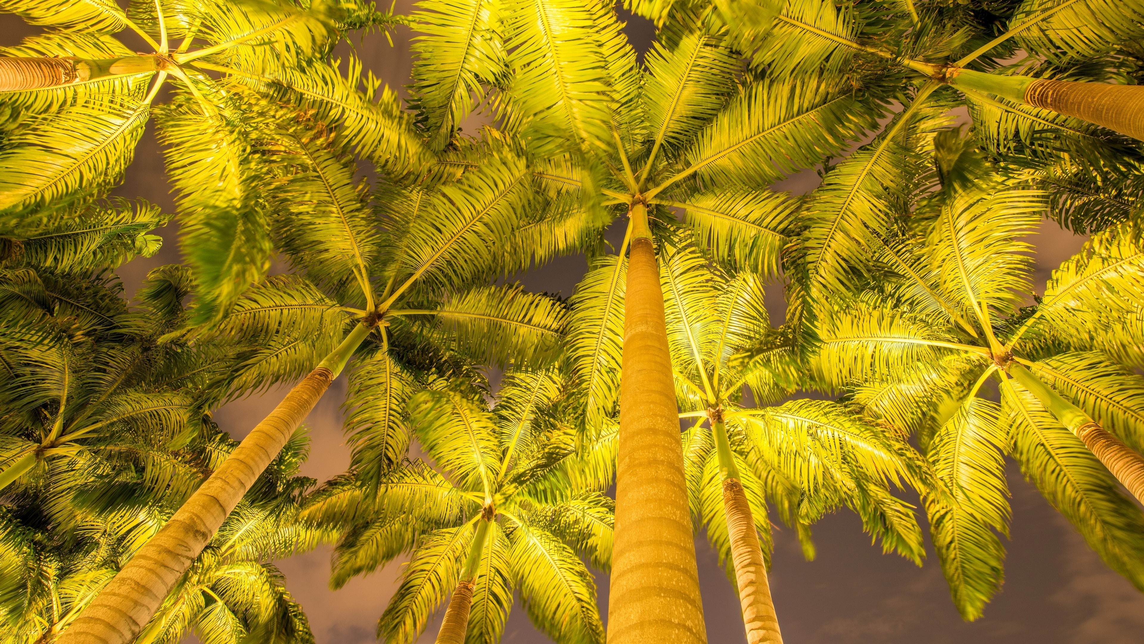 4K, low angle photography, tropics, treetops, tree, night, summer night, palm, arecales, worm eye view, treetop, palm tree, HD Wallpaper