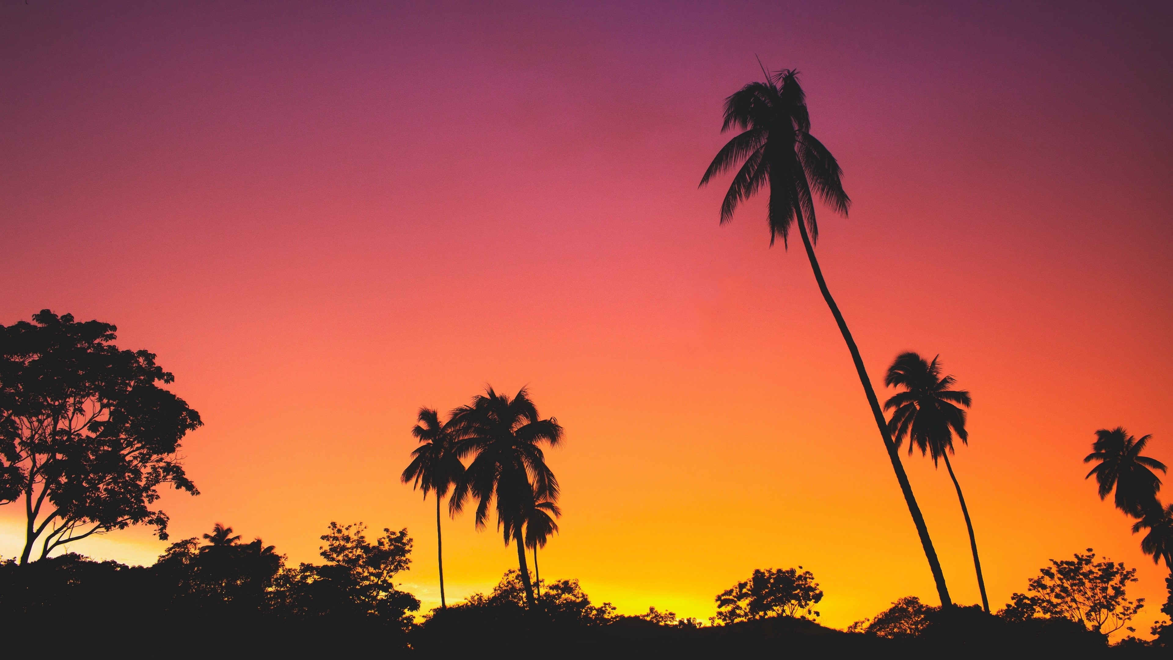 dusk, palm, tree, sky, 4K, arecales, evening, palm tree, borassus flabellifer, silhouette, afterglow, tropical, sunset, HD Wallpaper