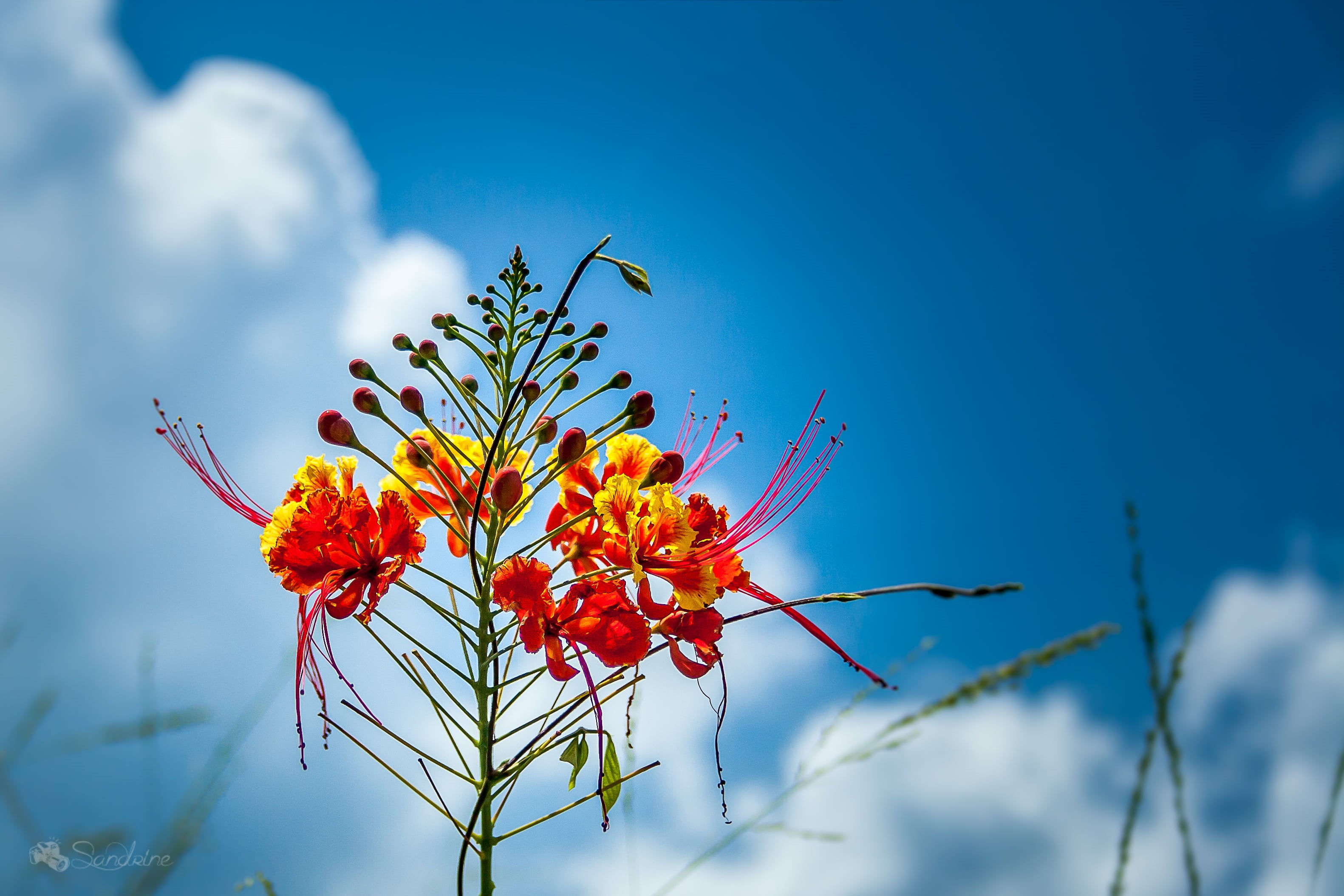 blue, close, Petit, photo, flamboyant, nature, yellow, sky, outdoors, close-up, flower, 2K, antilles, daytime, plant, summer, red, flowers, HD Wallpaper