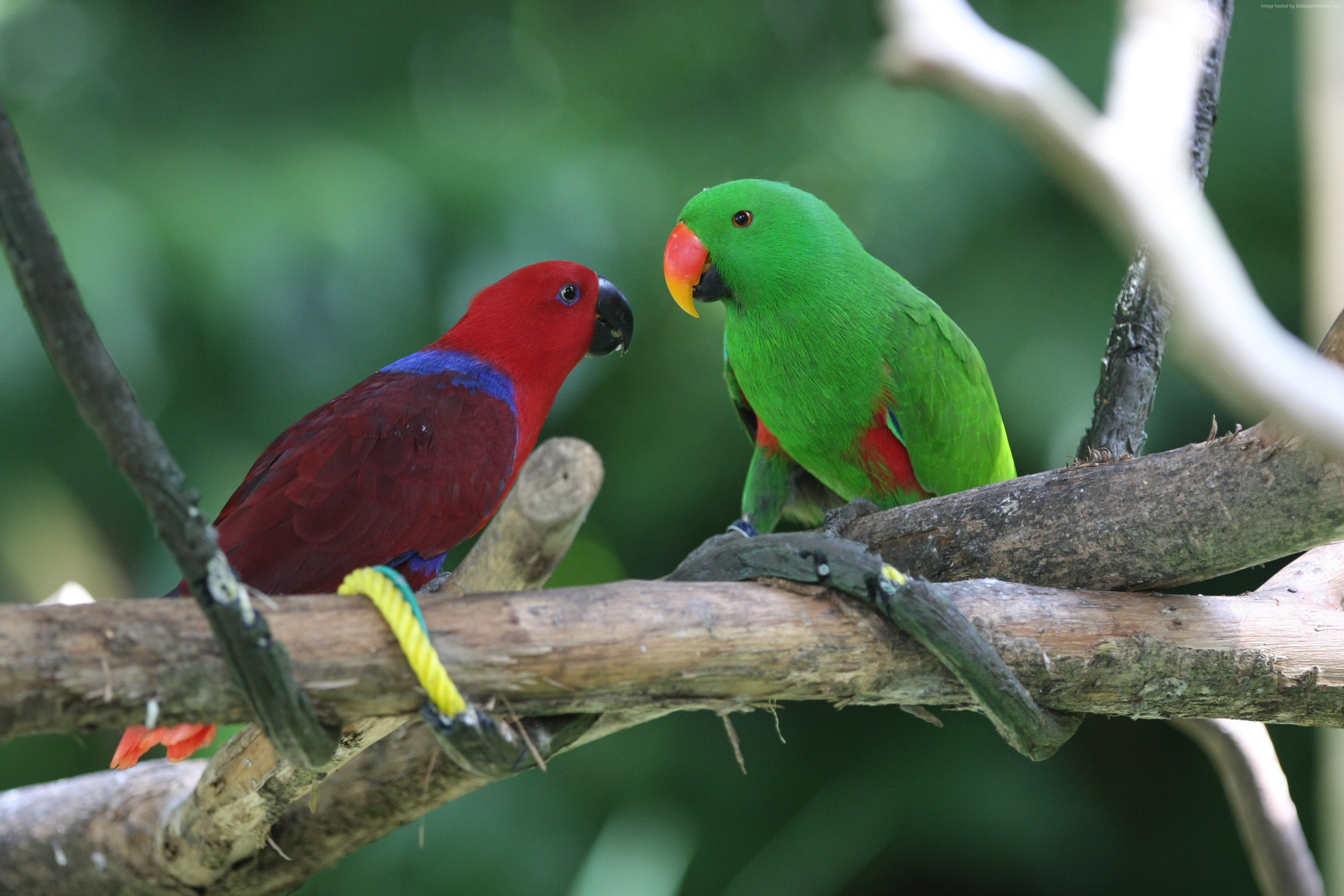 4K, red, green, animal, branch, tourism, Antilles island, nature, bird, Amazon parrot, HD Wallpaper