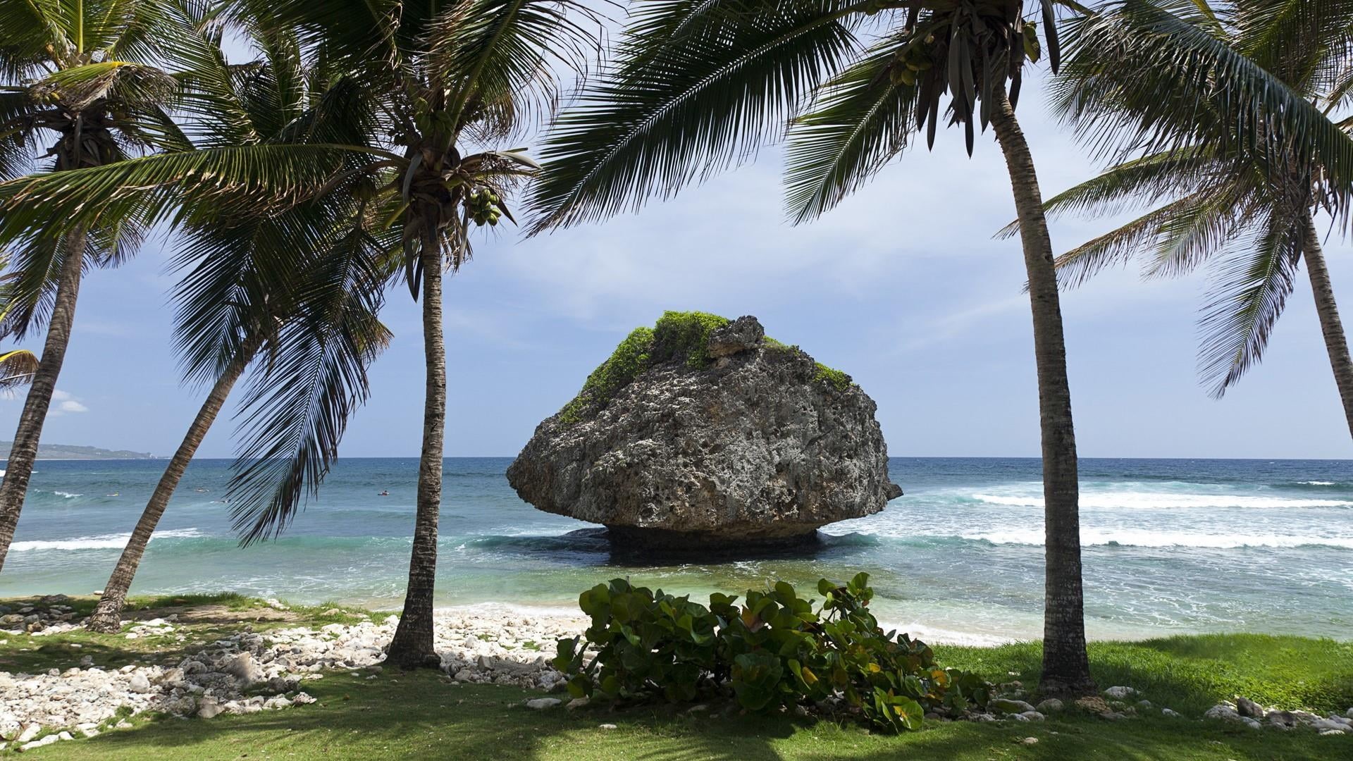 palm tree, shore, bathsheba, tranquility, growth, palm leaf, coconut palm tree, sky, caribbean sea, nature, day, plant, tree, beach, no people, water, tranquil scene, HD Wallpaper