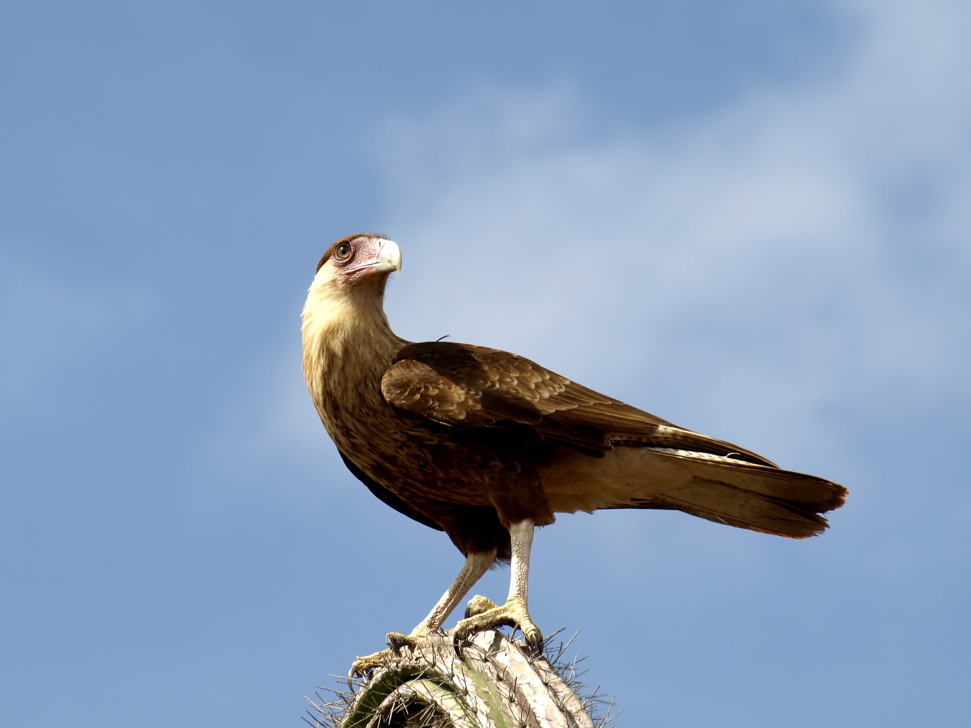 plumage, vertebrate, 2K, low angle view, feather, animals in the wild, no people, headdress, Bird, fauna, creature, full length, bill, caracara, fly, animal, HD Wallpaper
