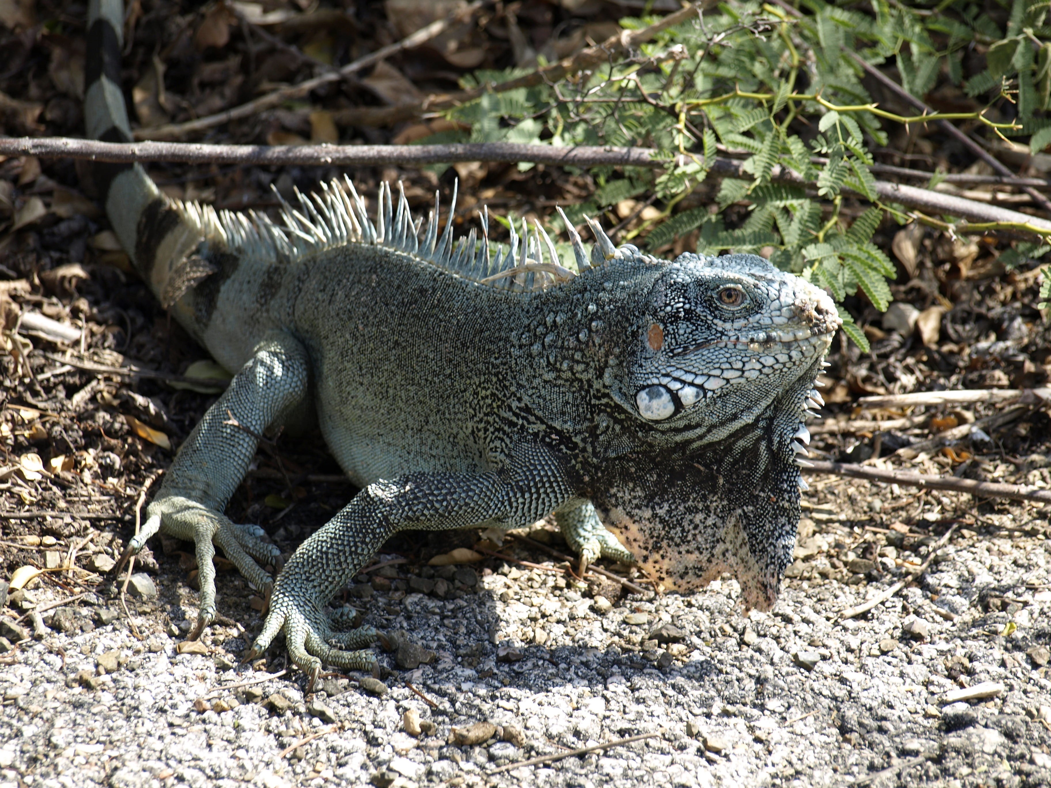 nature, dragon, claw, no people, animal wildlife, day, lizard, vertebrate, one animal, land, animal scale, head, wilderness, close-up, 2K, shadow, outdoors, HD Wallpaper
