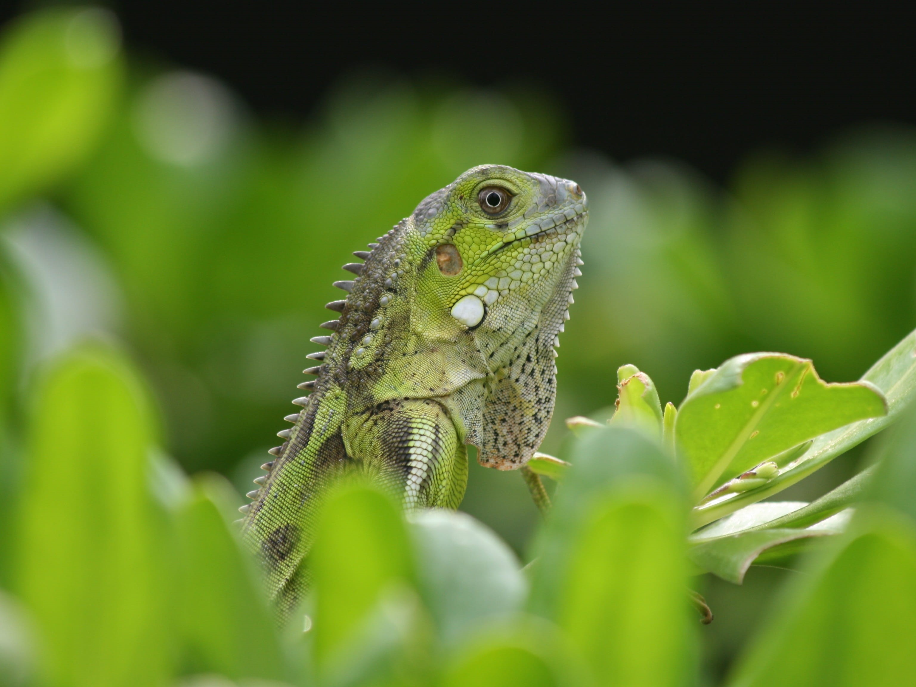 animals in the wild, netherlands antilles, plant part, plant, Nature, Iguana, green, Bonaire, no people, animal, animal themes, selective focus, animal head, HD Wallpaper
