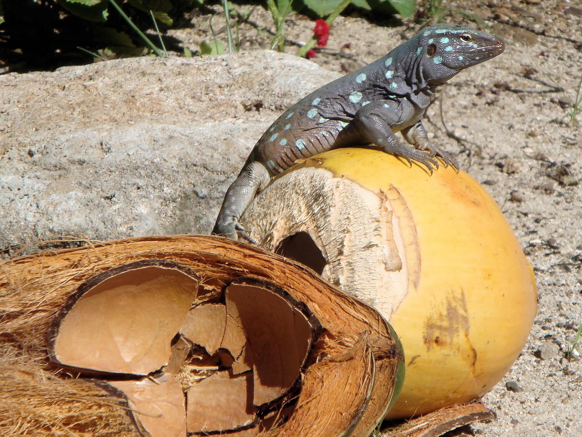 focus on foreground, animal, vertebrate, netherlands antilles, 1080P, day, animal themes, log, one animal, renhagedis, tree, no people, land, sunlight, HD Wallpaper