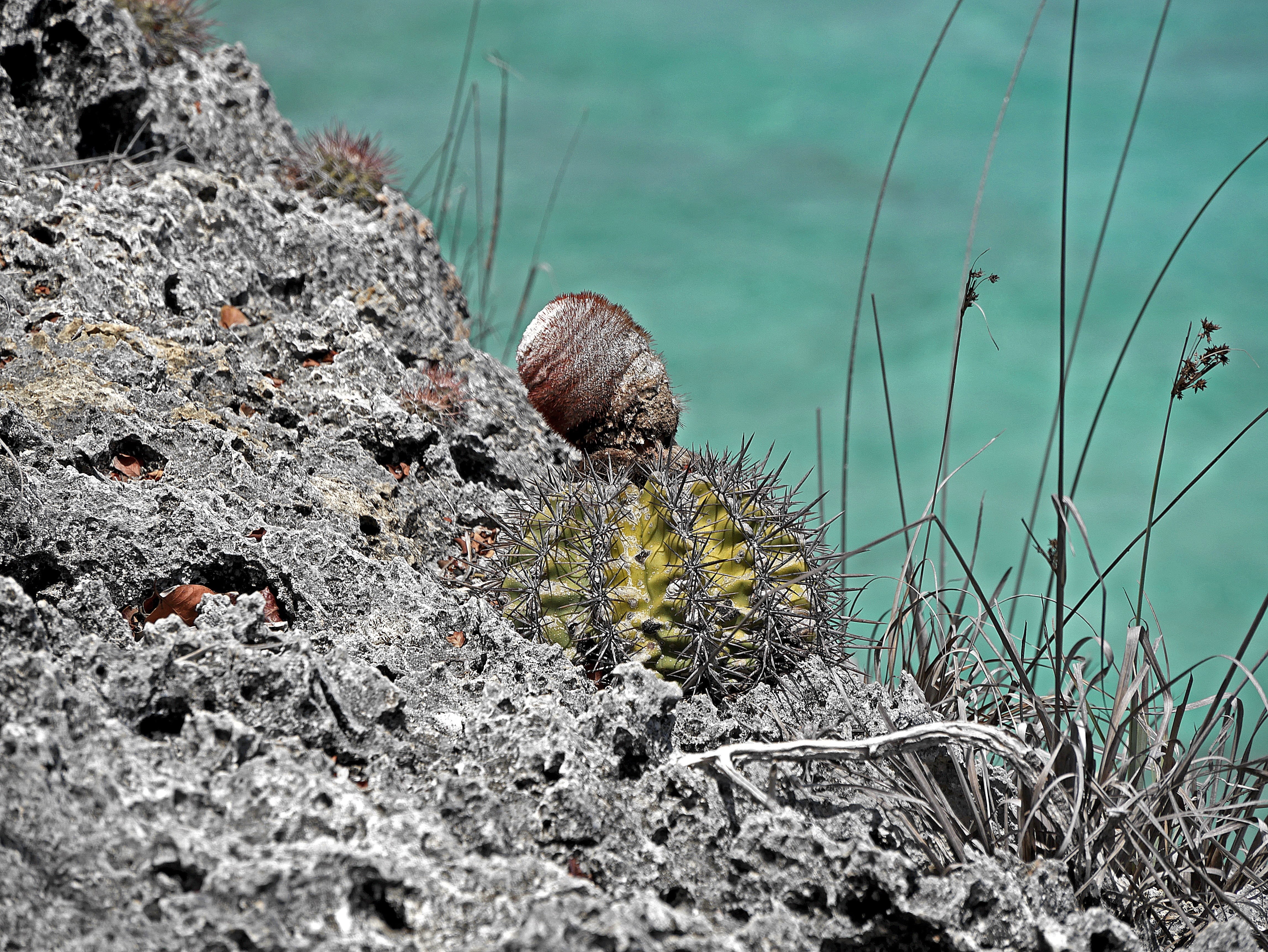 no people, day, sea, holiday, 4K, tropical, animals in the wild, shell, one animal, outdoors, animal shell, animal, abc islands, antilles, rock, animal themes, HD Wallpaper