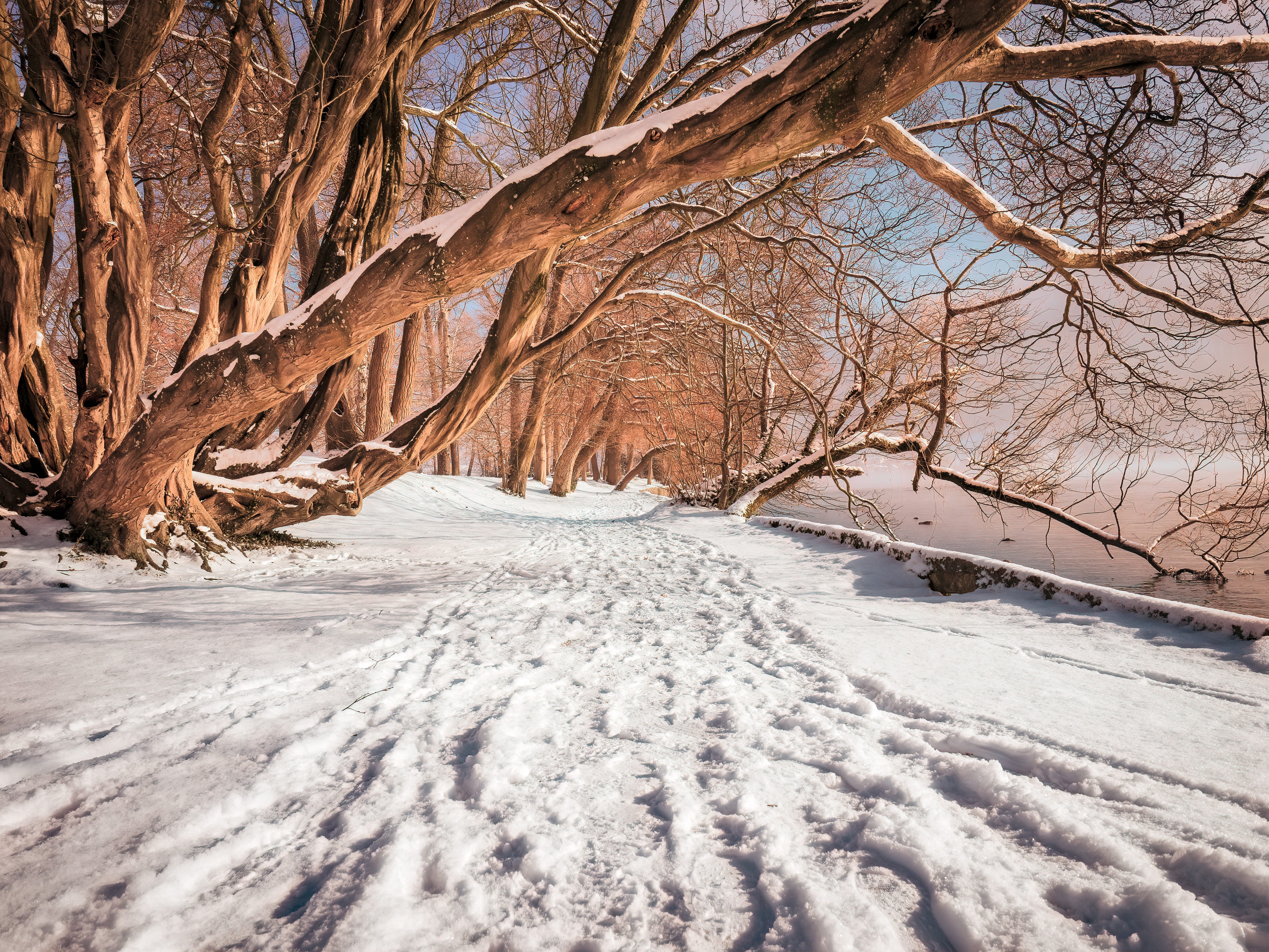 tranquility, surface, icy, snowing, winter walk, tree trunk, tree, wood, road, winter lake, johann orth-allee 23, the way forward, winter, 4K, snow, nature, HD Wallpaper