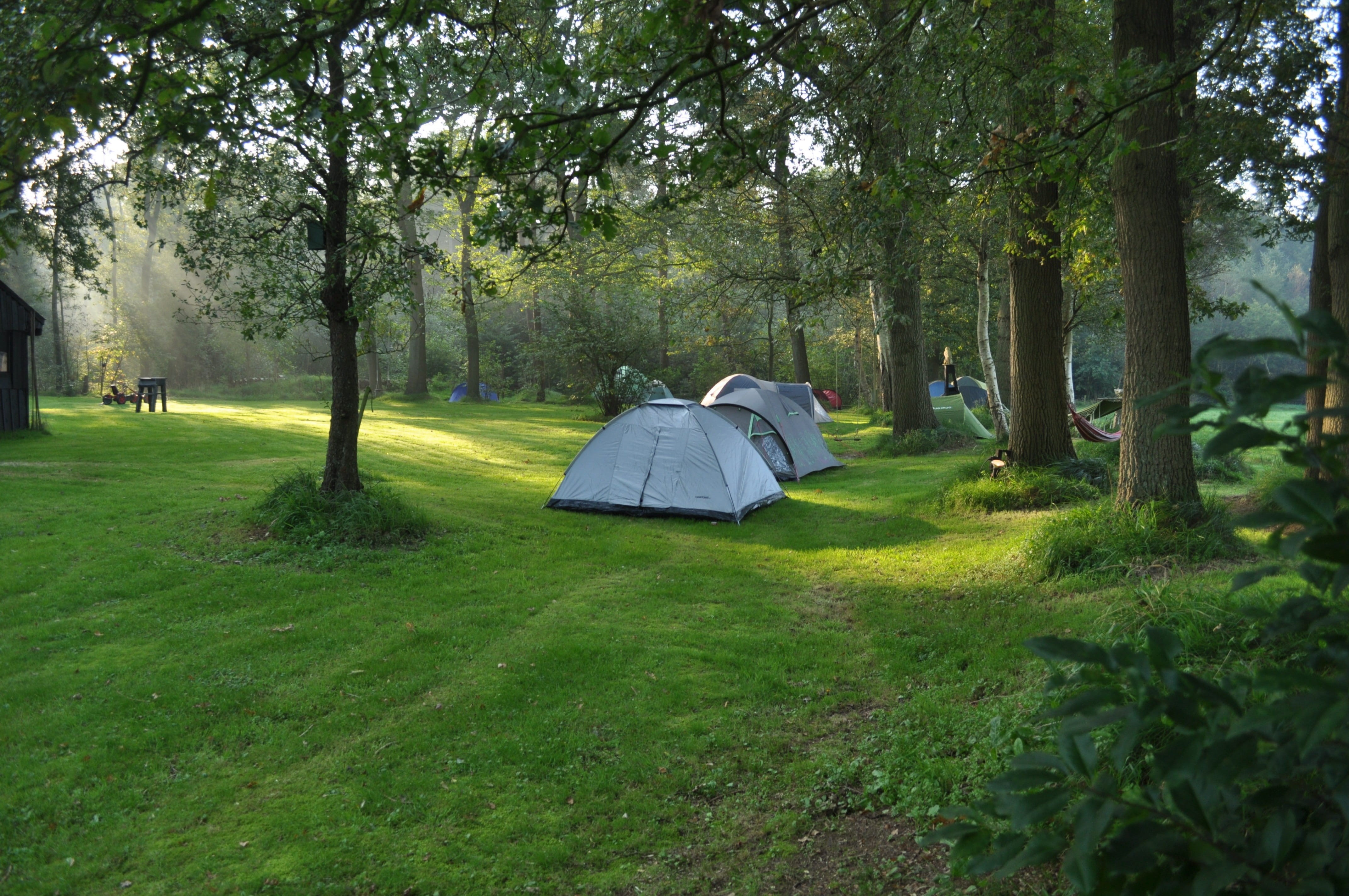 tent, beauty in nature, Forest, tree trunk, tranquil scene, dome, growth, land, tree, plant, trees, green Color, park - man made space, camping, tranquility, HD Wallpaper