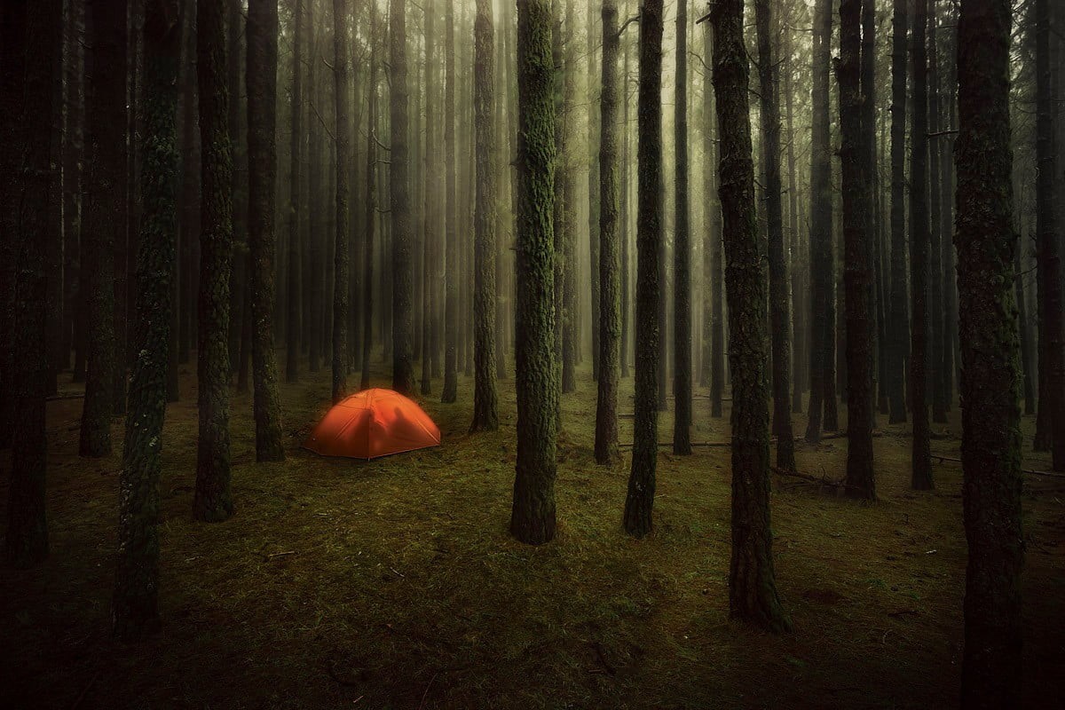 photography, land, forest, nature, couple, non-urban scene, beauty in nature, moss, grass, landscape, tranquility, scenics - nature, environment, field, HD Wallpaper