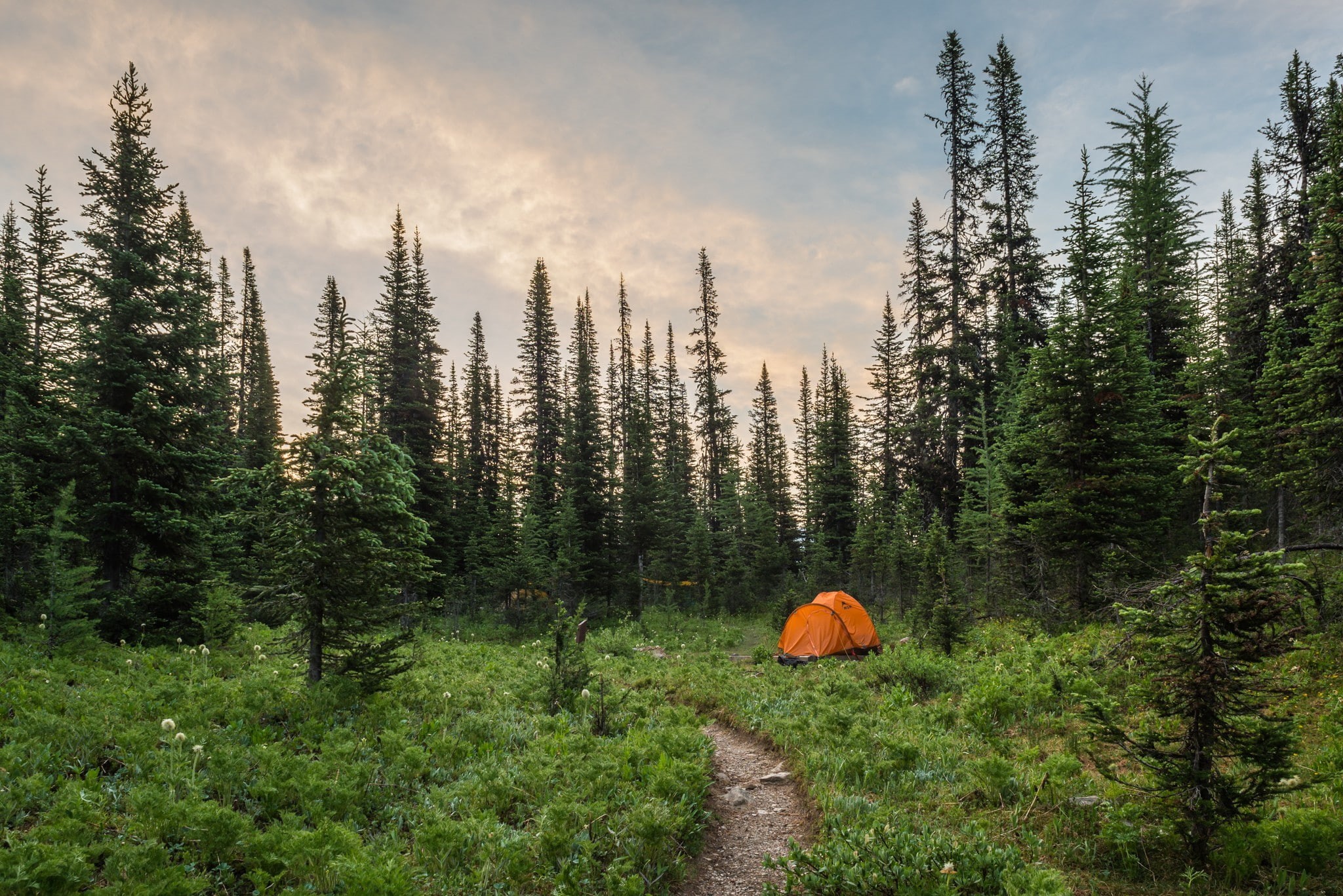 camping, path, green, nature, 1080P, tent, landscape, plants, trees, HD Wallpaper