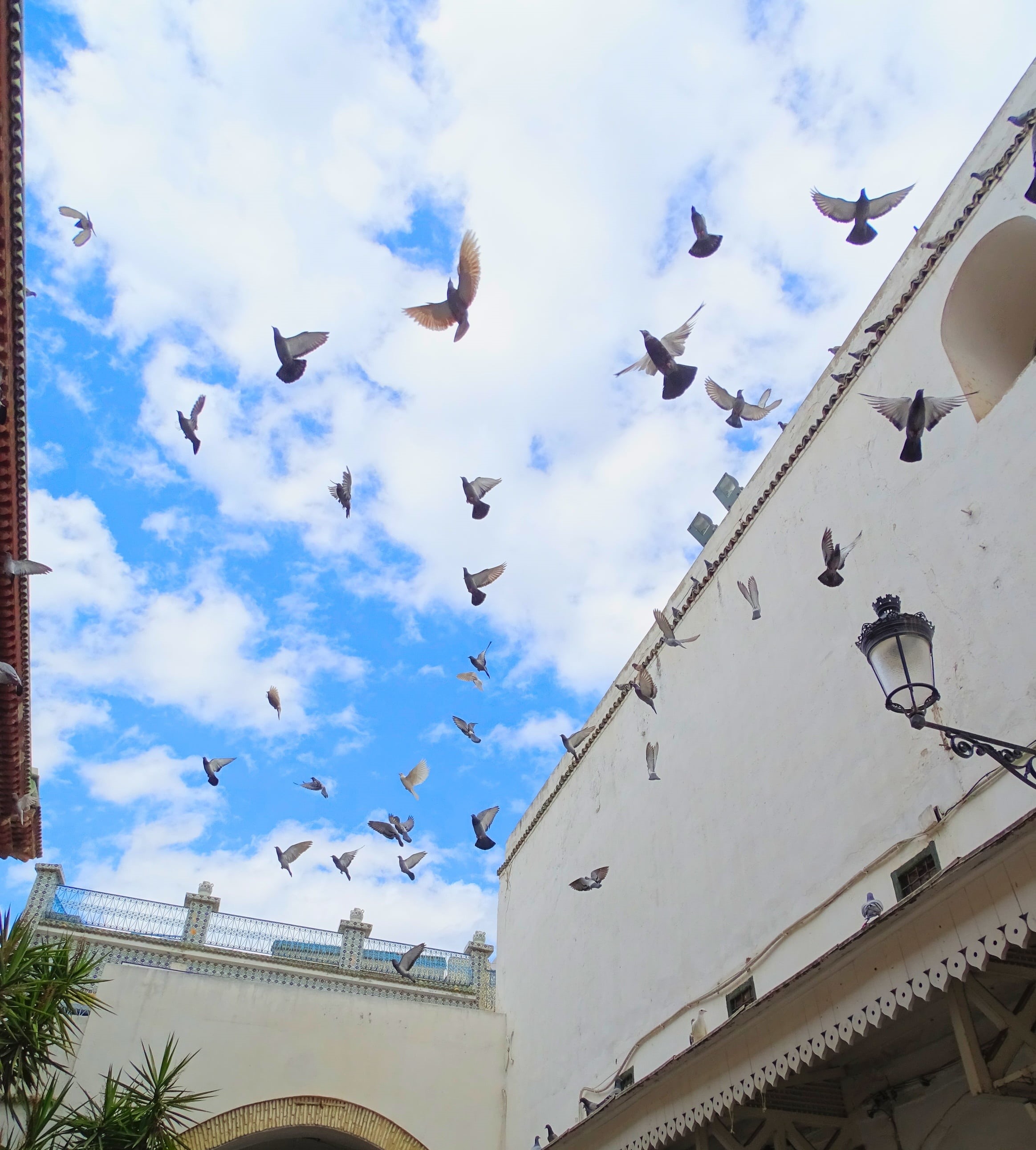 architecture, flock of birds, built structure, 2K, tunis, no people, cloud - sky, building exterior, animal wildlife, vertebrate, low angle view, building, Phone HD Wallpaper