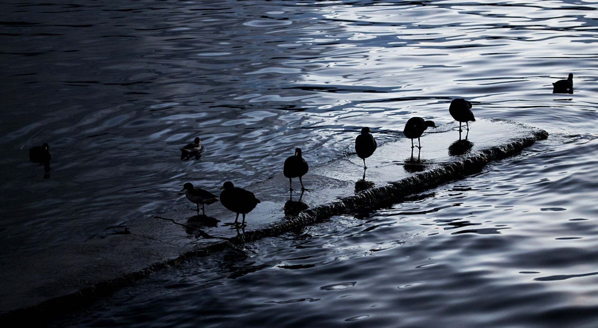 Copacabana, animal wildlife, outdoors, flock, 1080P, Bolivia, no people, Lake, large group of animals, hd, animal, waterfront, day, swimming, rippled, HD Wallpaper