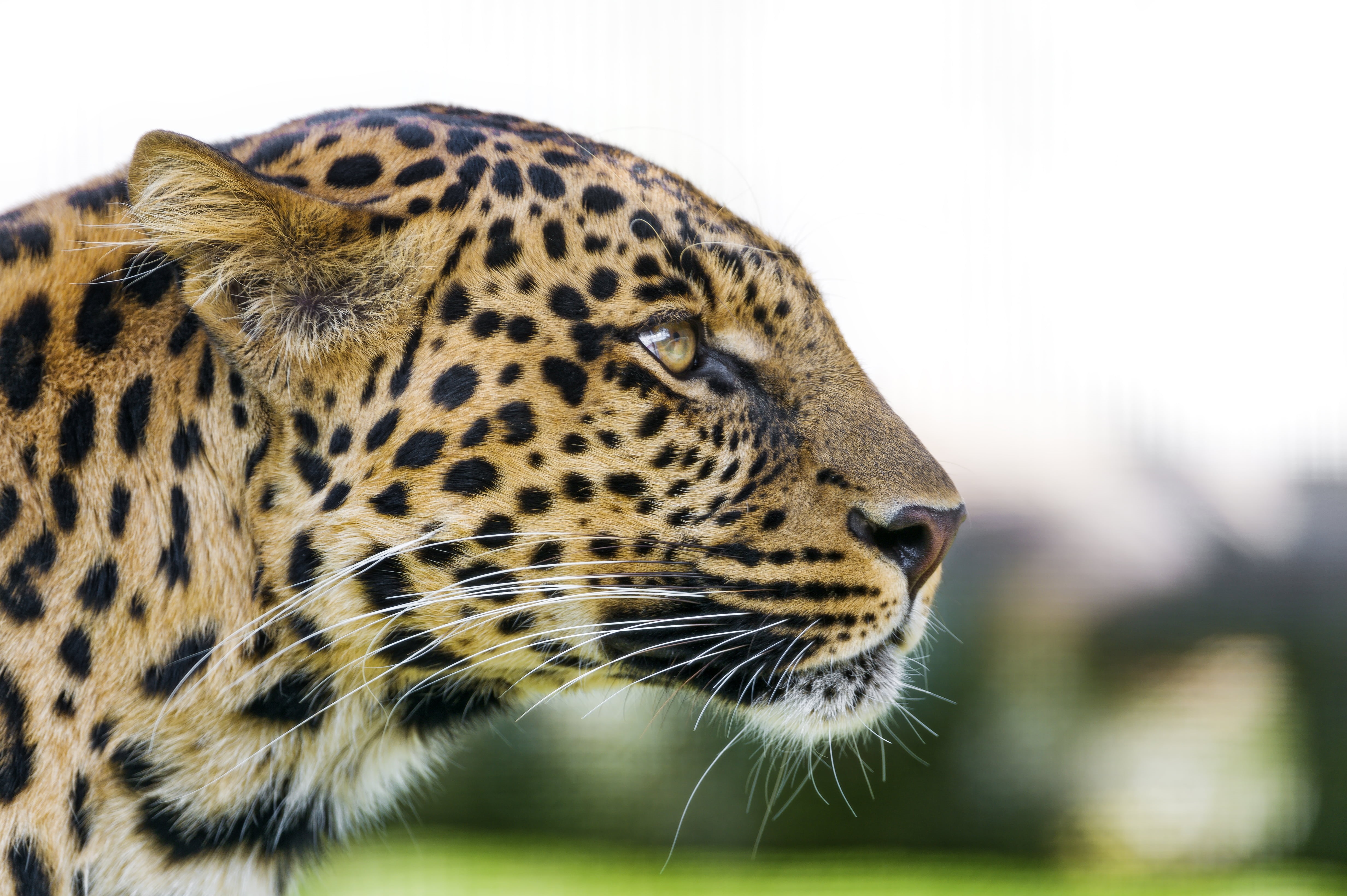 leopard, animals In The Wild, tonis, face, switzerland, portrait, carnivore, mammal, pretty, zoo, wild  cat, 4K, luzern, closeup, nikon  d4, big Cat, male, HD Wallpaper
