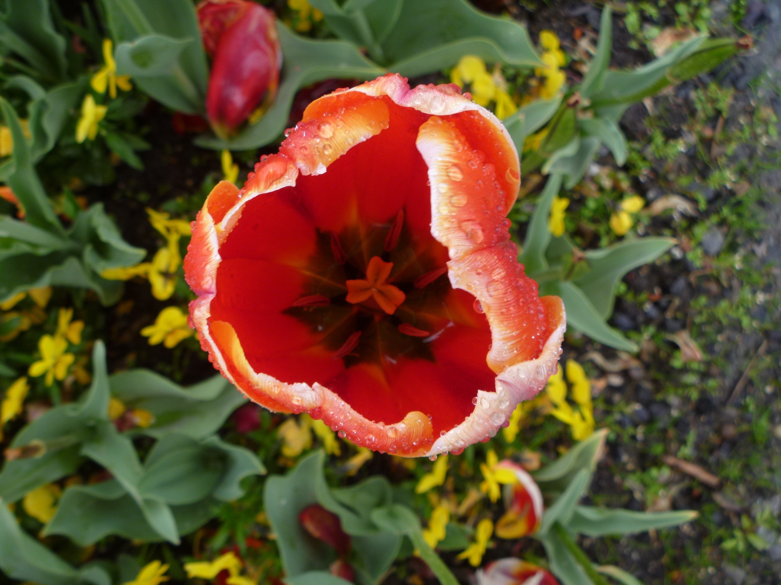 luzern, orange color, switzerland, no people, close-up, dew, growth, tulip, food, inflorescence, petal, flower head, plant, beauty in nature, orange, pollen, HD Wallpaper