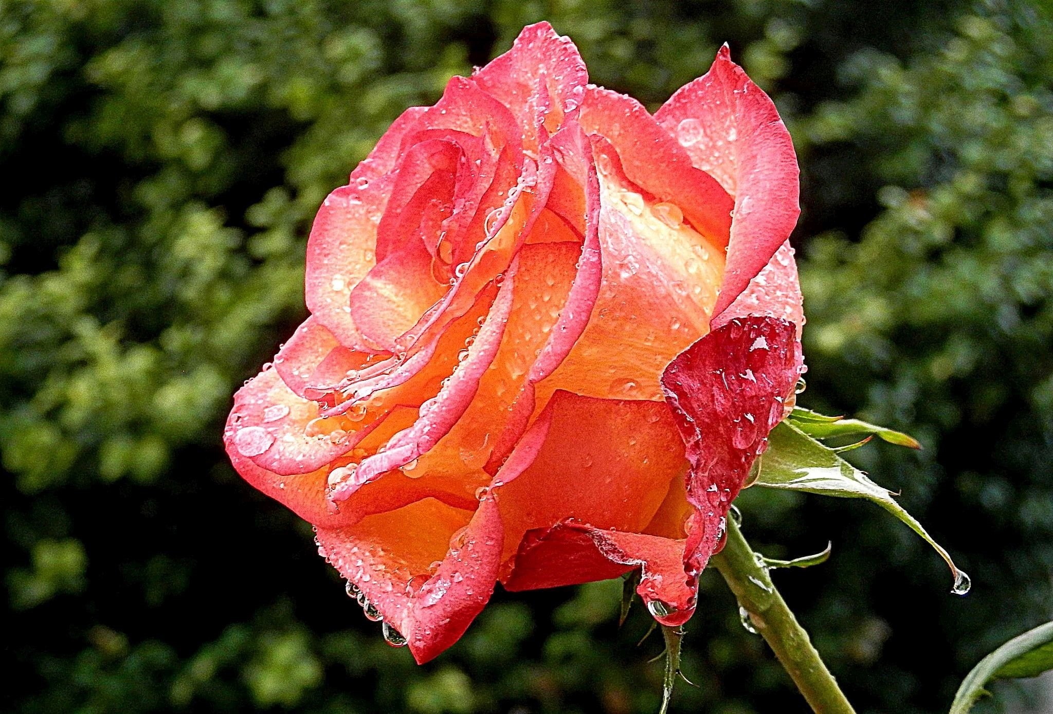 pink, summer, nature, close-up, beauty, plant, beauty In Nature, orange, water  droplets, Luzern, fire  water, 1080P, rose, red, Feuer  Wasser, Lucerne, HD Wallpaper
