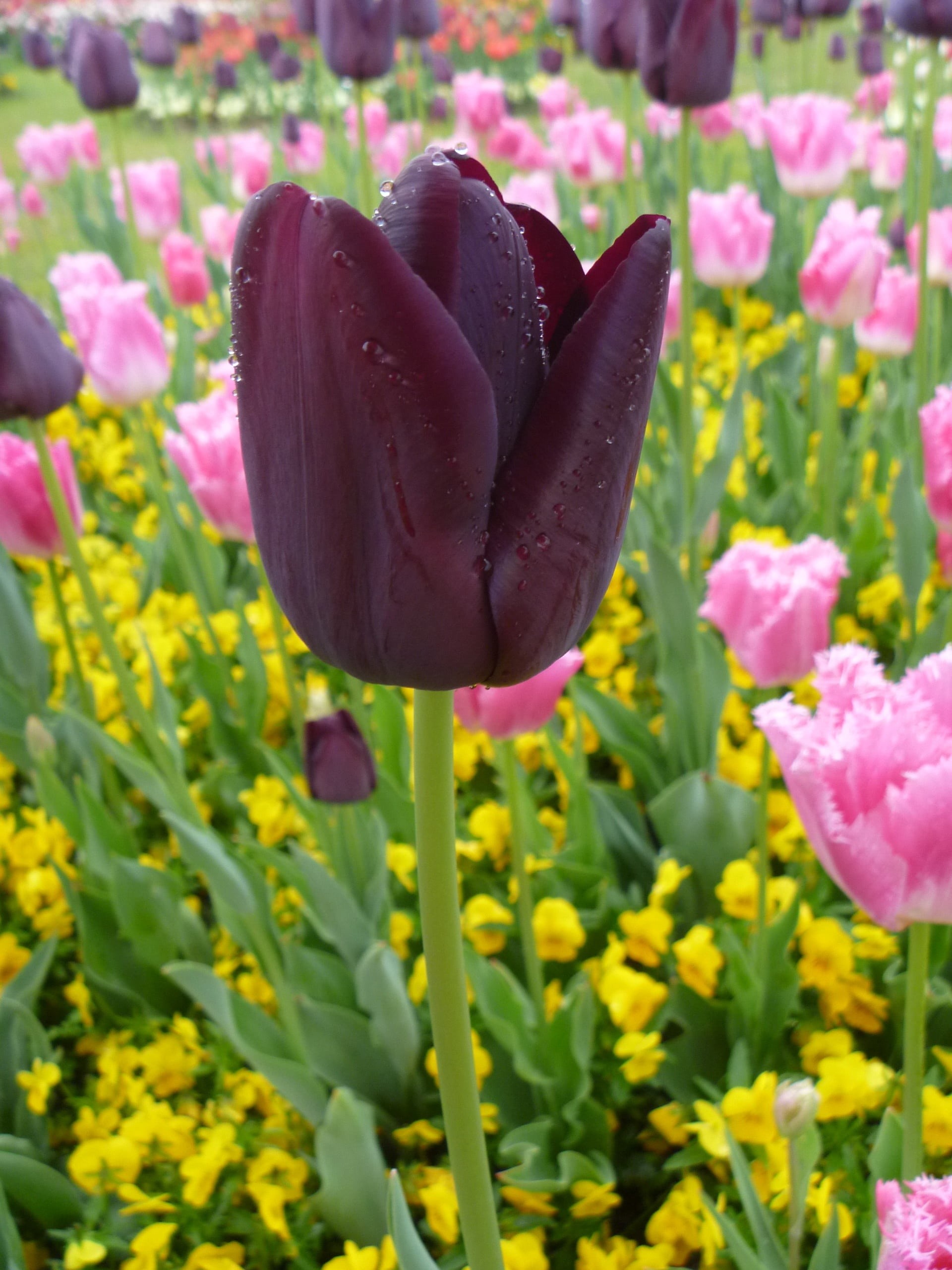 luzern, beauty in nature, 2K, spring, growth, fragility, flowerbed, pink color, garden, flowering plant, no people, nature, focus on foreground, field, Phone HD Wallpaper