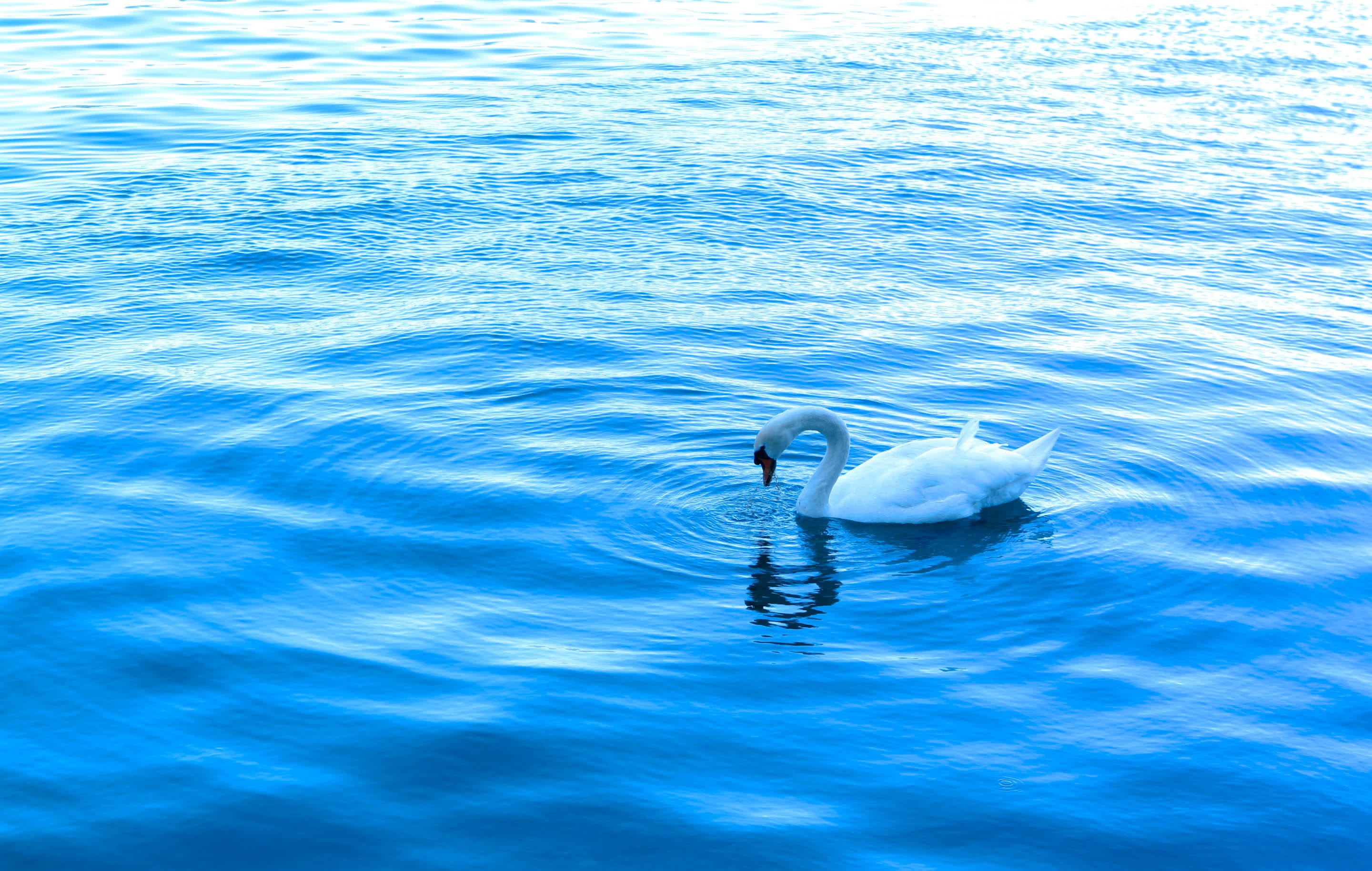 nature, no people, water bird, floating on water, high angle view, staycasper, lucerne, outdoors, rippled, animal wildlife, animal, swimming, switzerland, HD Wallpaper