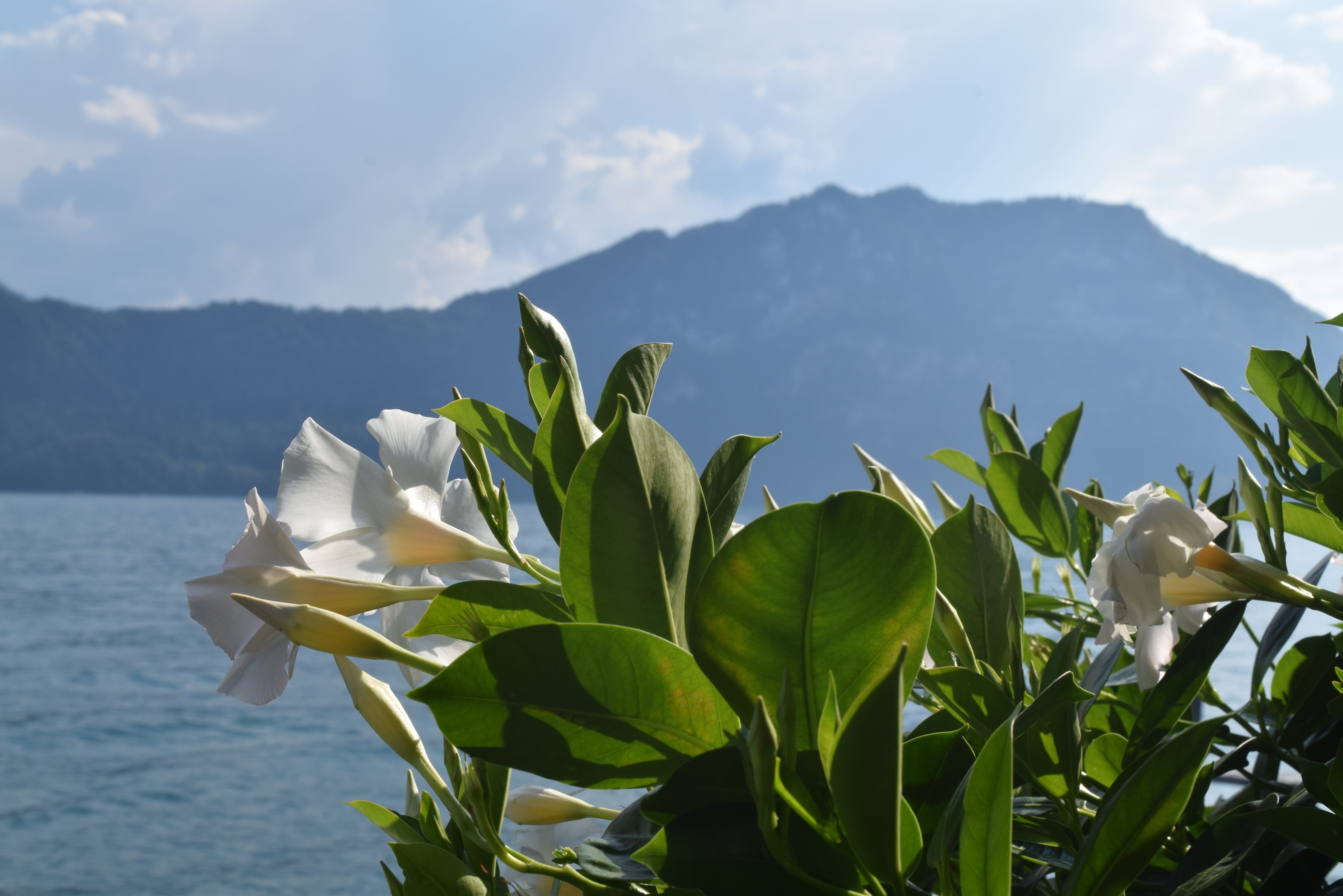 mountains, sky, growth, green color, cloud - sky, plant part, vacations, beauty in nature, day, switzerland, tranquility, freshness, flowering plant, plant, HD Wallpaper