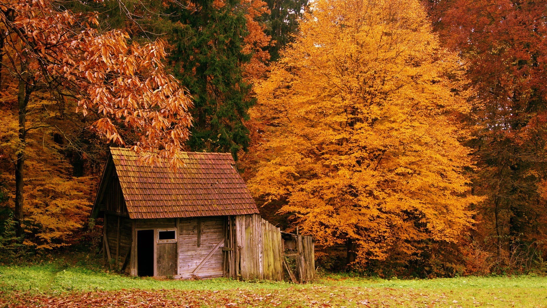 nature, field, 1080P, orange color, house, shed, leaves, autumn collection, fall, brown, outdoors, day, plant, tree, building exterior, autumn, building, HD Wallpaper