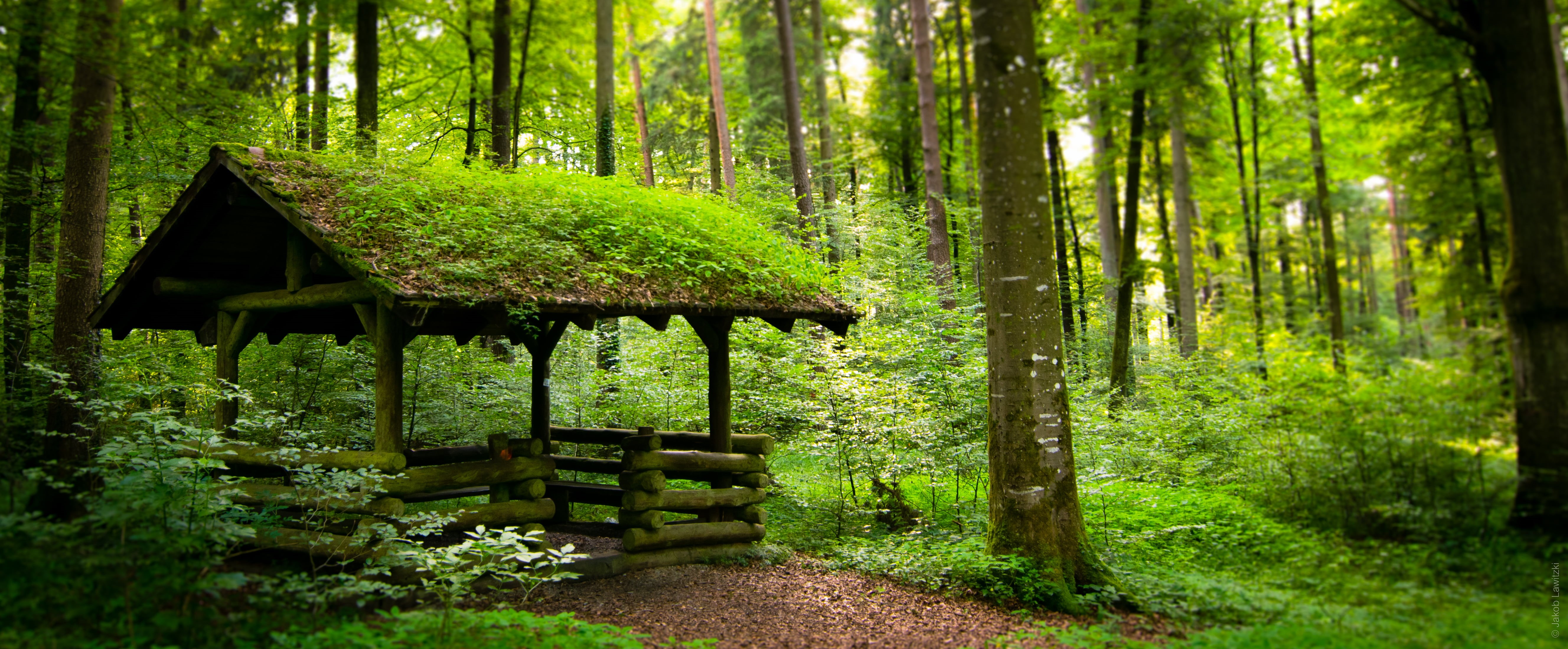 forest, outdoors, 5K, Wild, tree, Baden-Württemberg, Wald, photograph, green Color, shed, Outdoor, Shelter, Deutschland, Nature, landscape, woodland, Greenhouse, HD Wallpaper