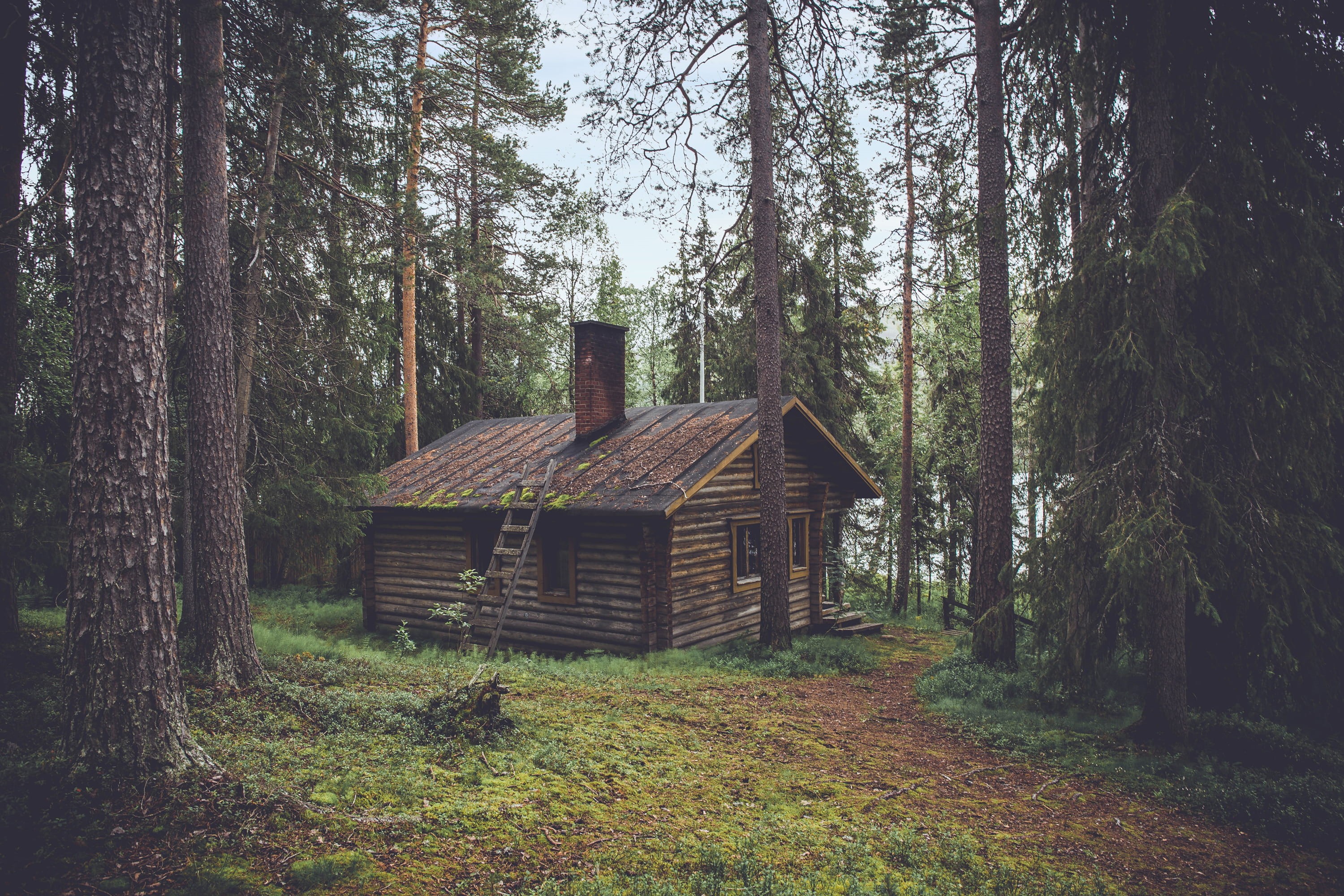 cottage, plant, woodland, house, tranquil scene, brown, lonely, hut, wood house, grass, outbuilding, architecture, outdoors, beauty in nature, outdoor, HD Wallpaper
