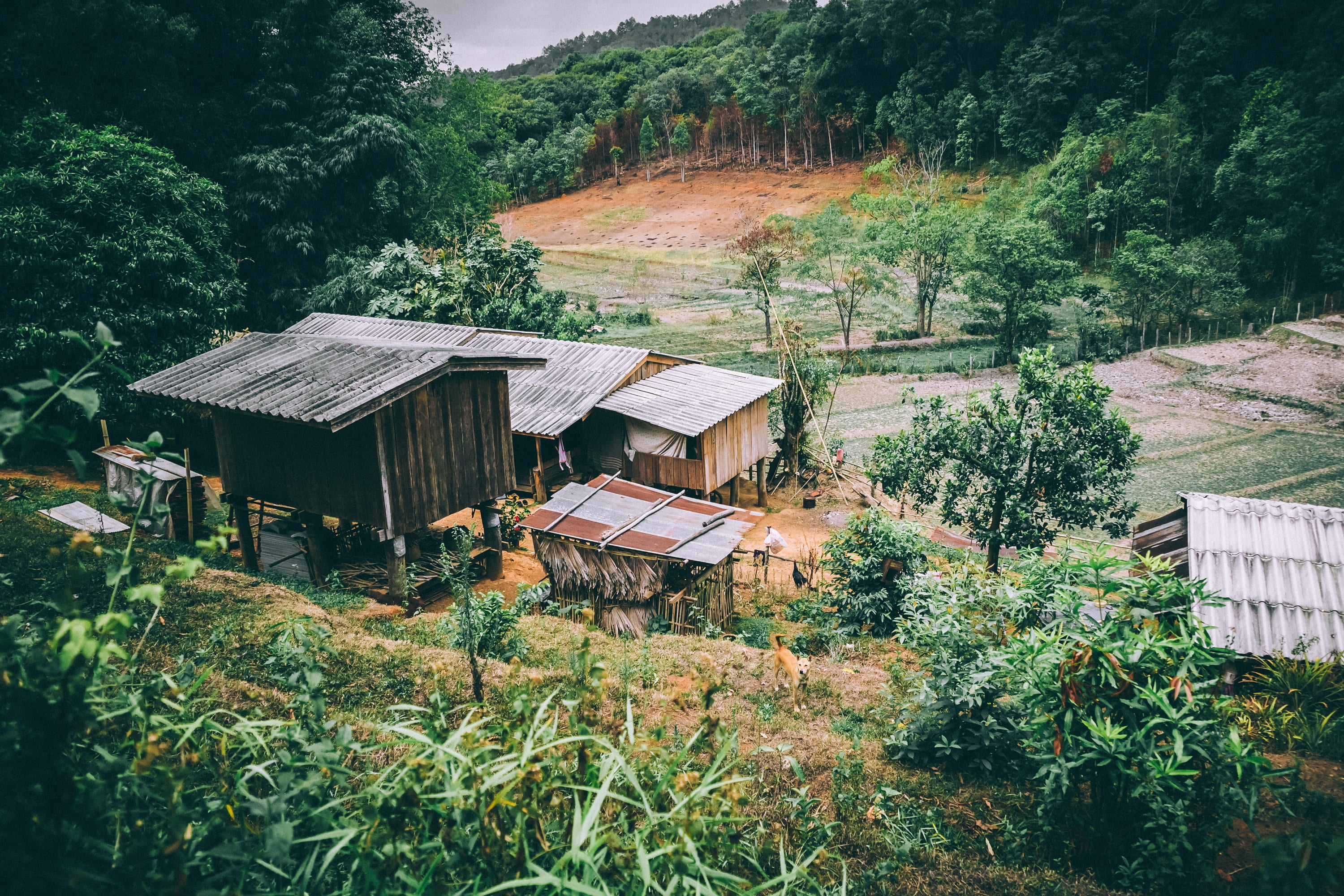 building, residential district, landscape, bamboo, dog, land, rural scene, built structure, trees, village, day, architecture, hill, 2K, green color, outdoors, HD Wallpaper