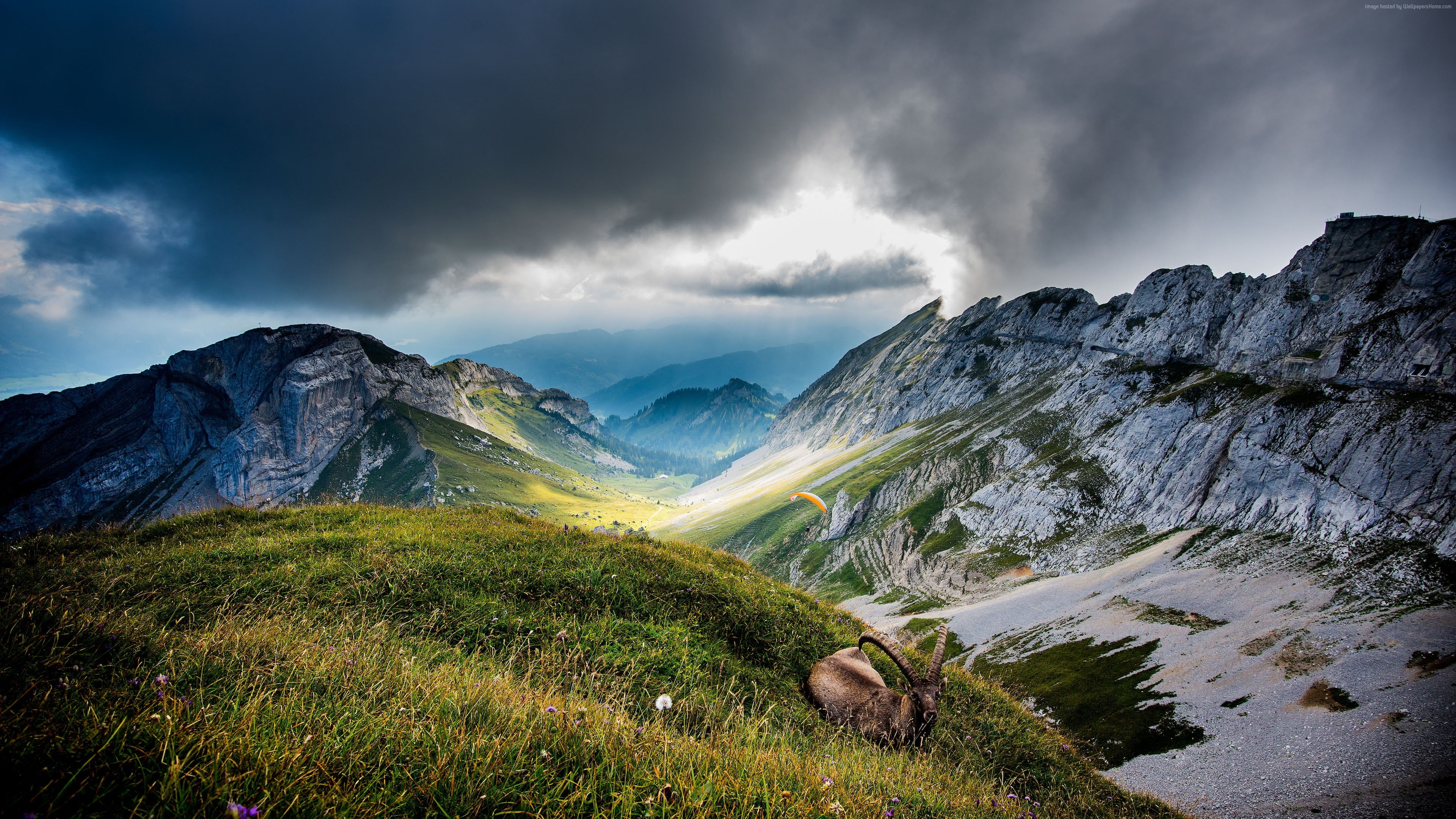 meadows, 4k, goat, Switzerland, 5k, Mount Pilatus, 4K, clouds, Mountains, HD Wallpaper