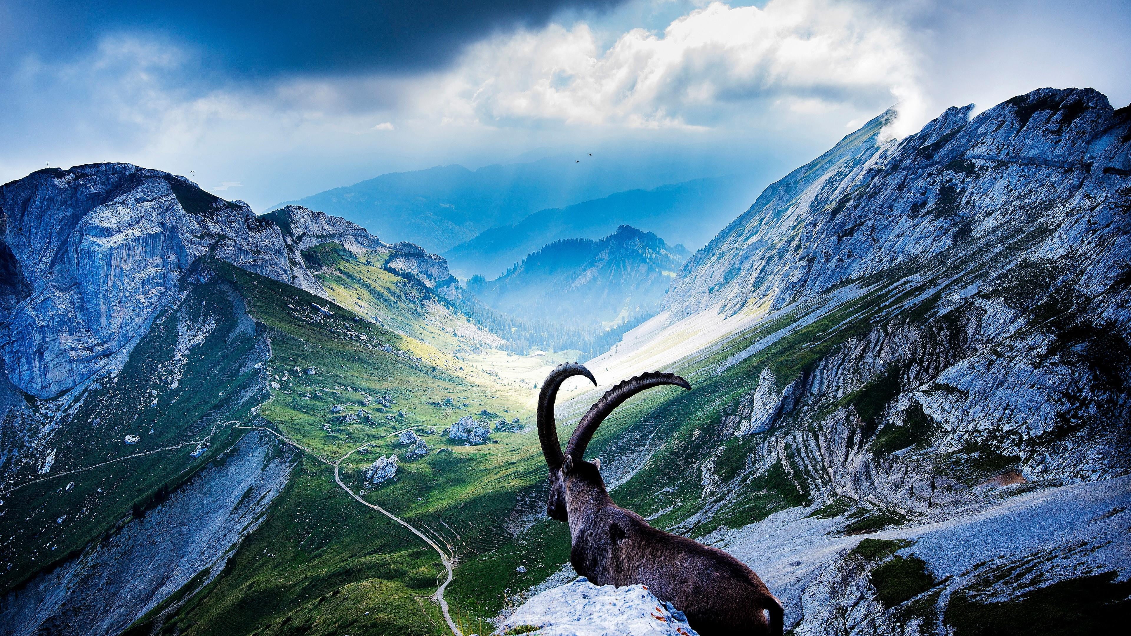 mount pilatus, beauty in nature, tree, land, cloud, sky, travel, lucerne, rock, goat, idyllic, mountain goat, mount scenery, wilderness, nature, mountain, HD Wallpaper