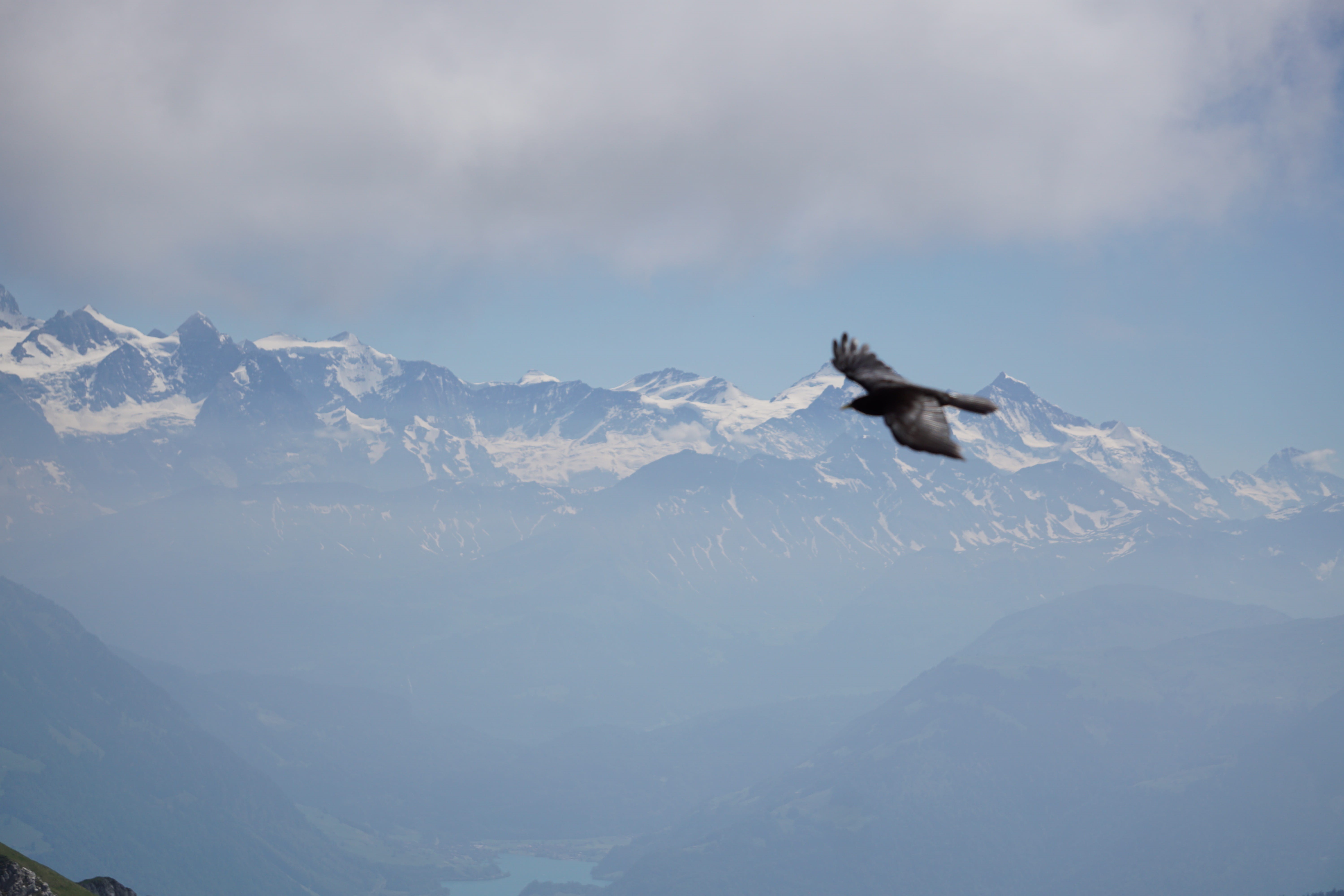 vertebrate, mountain, snowcapped mountain, mountains, alpnach, flying, mount pilatus, animal themes, cloud - sky, mid-air, switzerland, tranquil scene, HD Wallpaper
