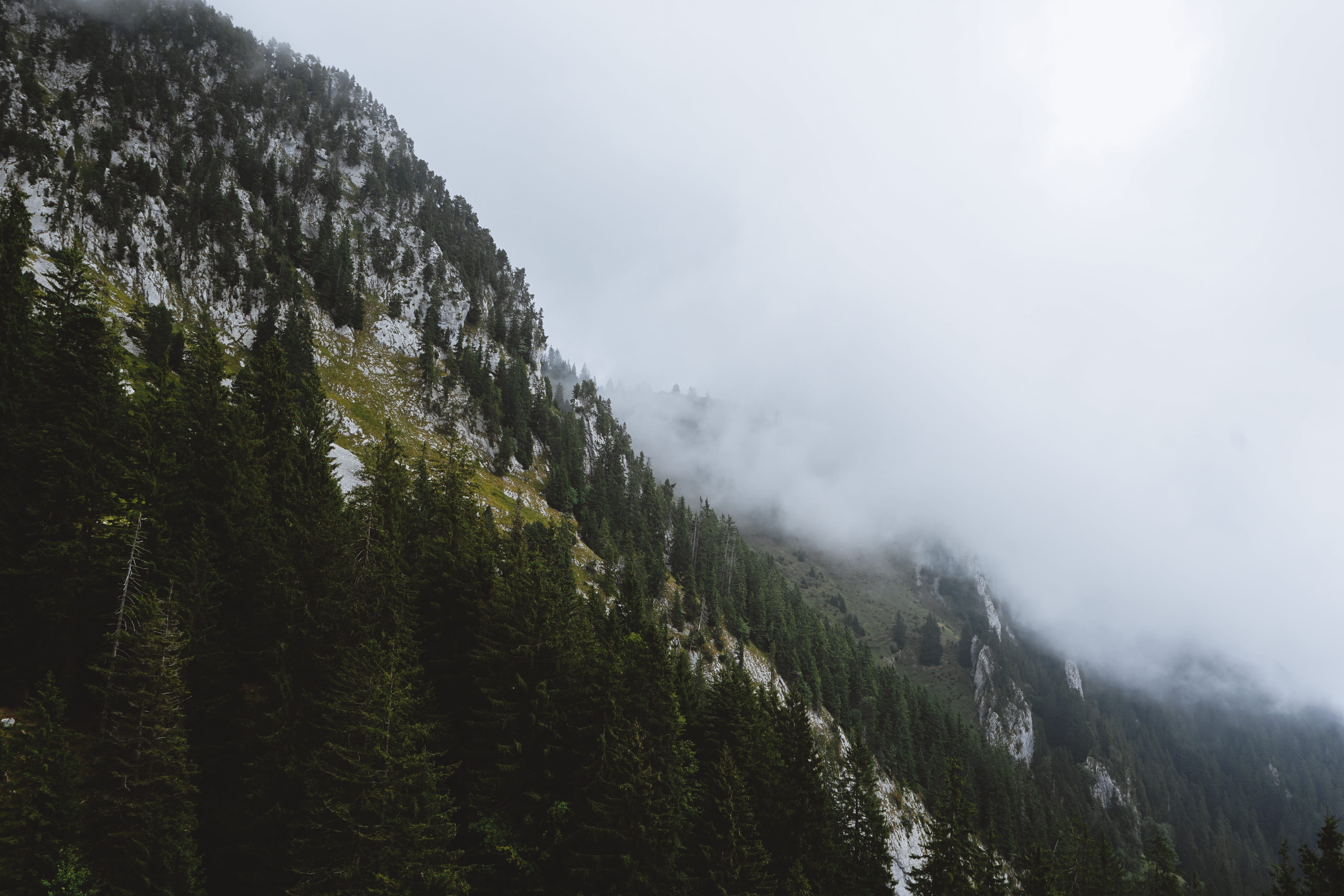 mist, green color, mount pilatus, tranquility, plant, no people, evergreen, mountain, aerial, beauty in nature, pine tree, mountain range, fog, green, crest, HD Wallpaper