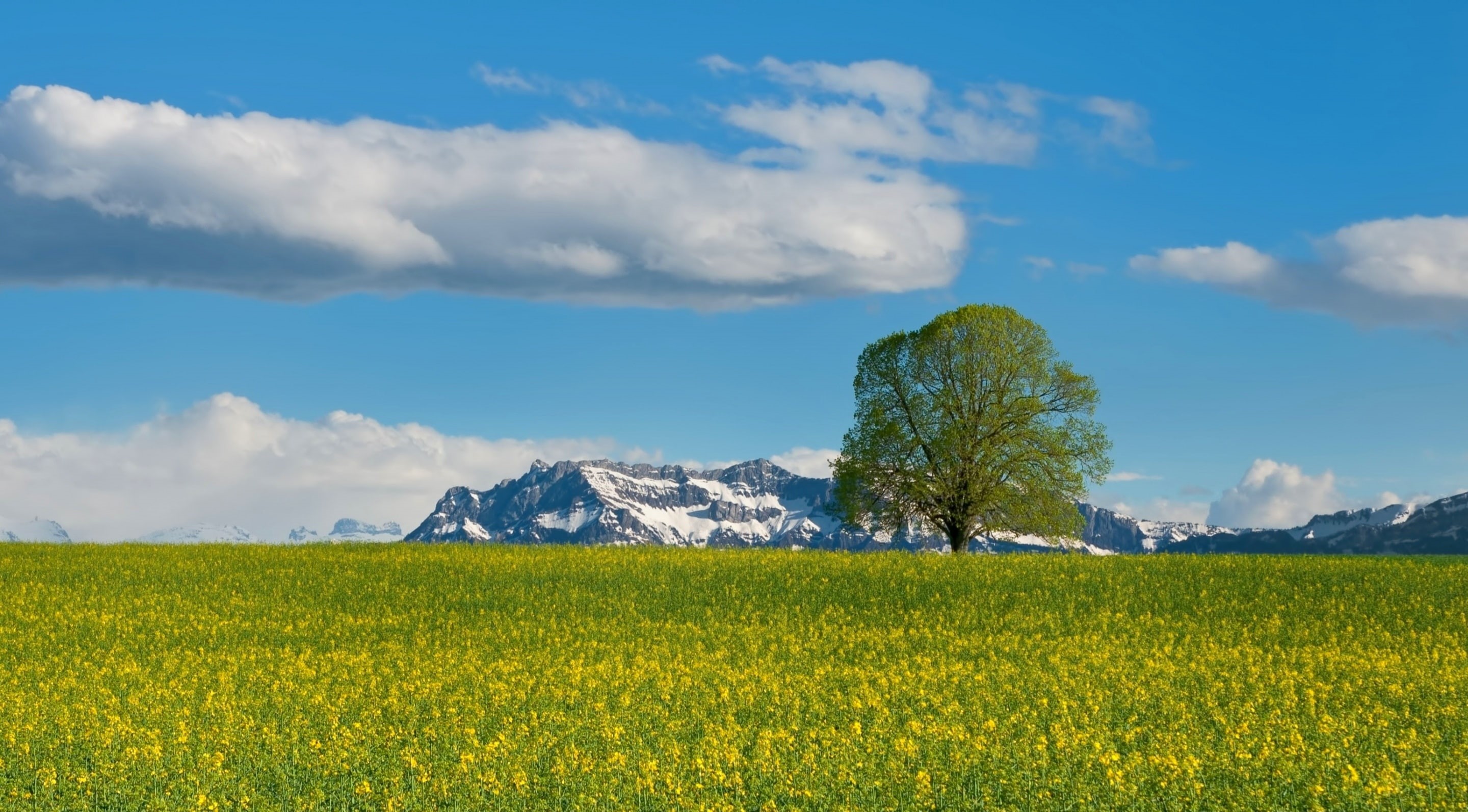 Landscape, Clouds, Alpine, Tree, Summer, Snow, pilatus, oilseed rape, mountain, Blue, Seasons, 2K, engelberg, Green, Switzerland, Spring, Rock, Yellow, HD Wallpaper