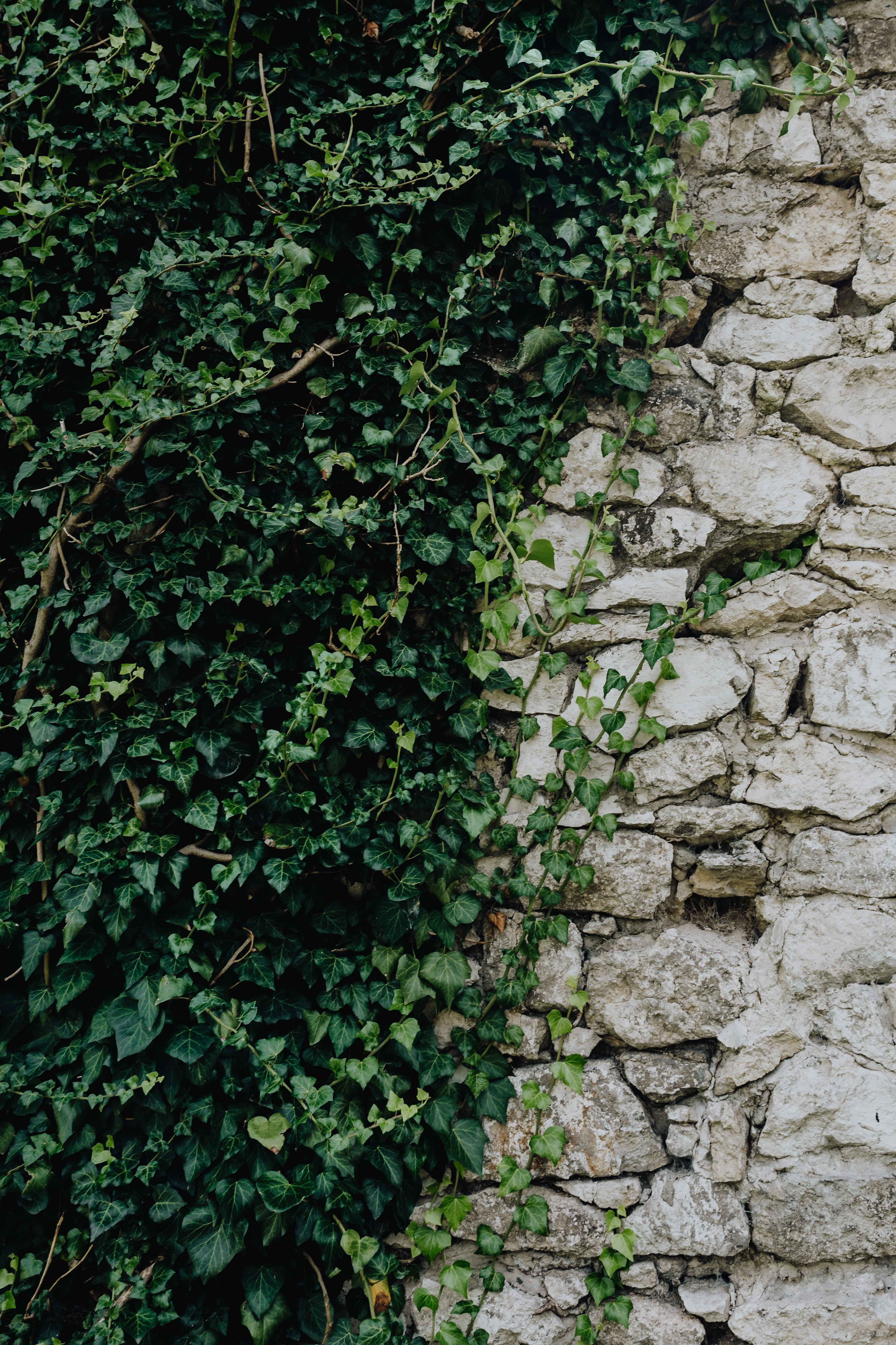 tree, capital, travel, town, first, wall, city, stone wall, polish, creeper plant, nature, leaf, ivy, growth, karkow, plant part, cracow, day, architecture, Phone HD Wallpaper