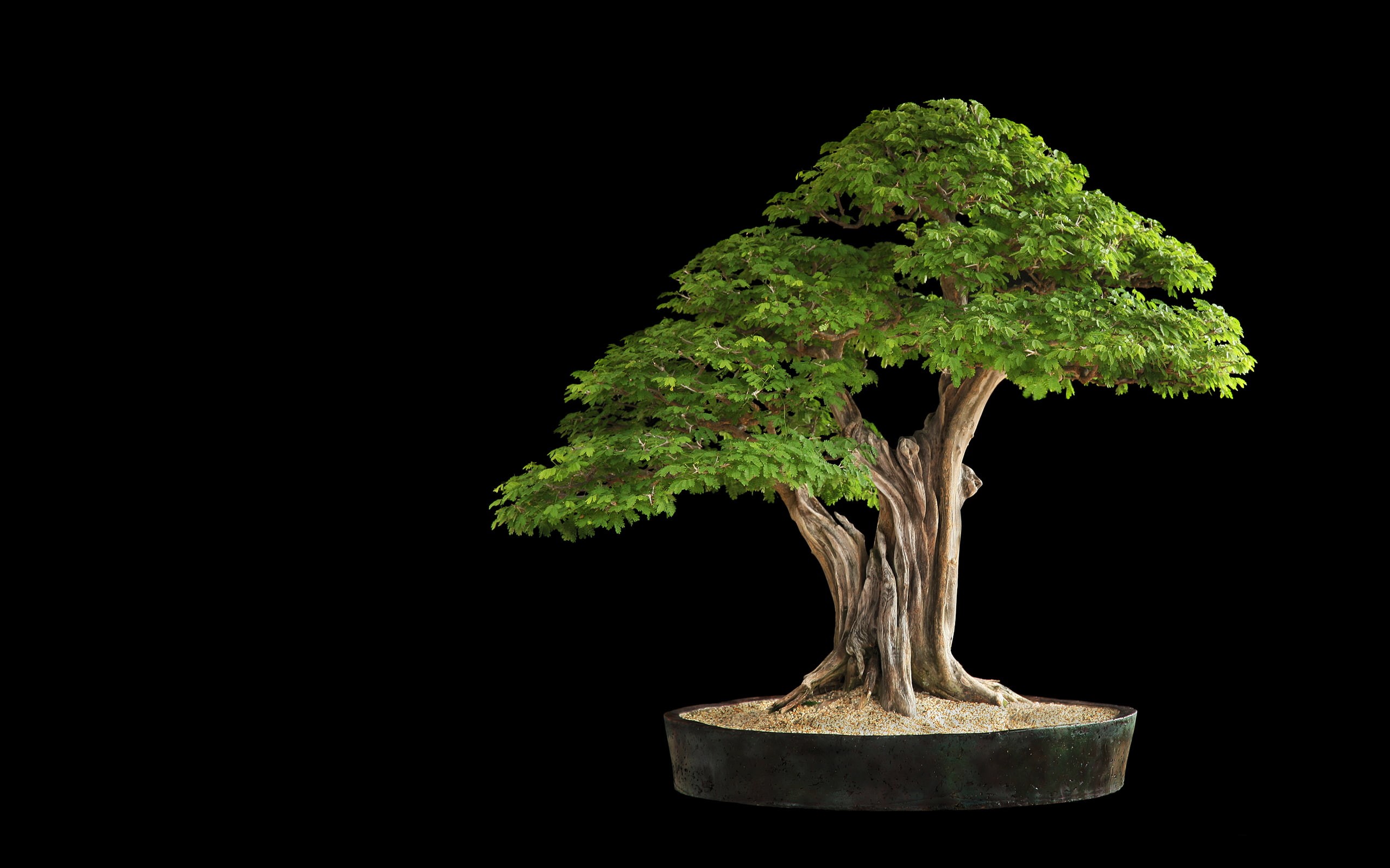 bonsai, green, leaves, 2K, tree, HD Wallpaper