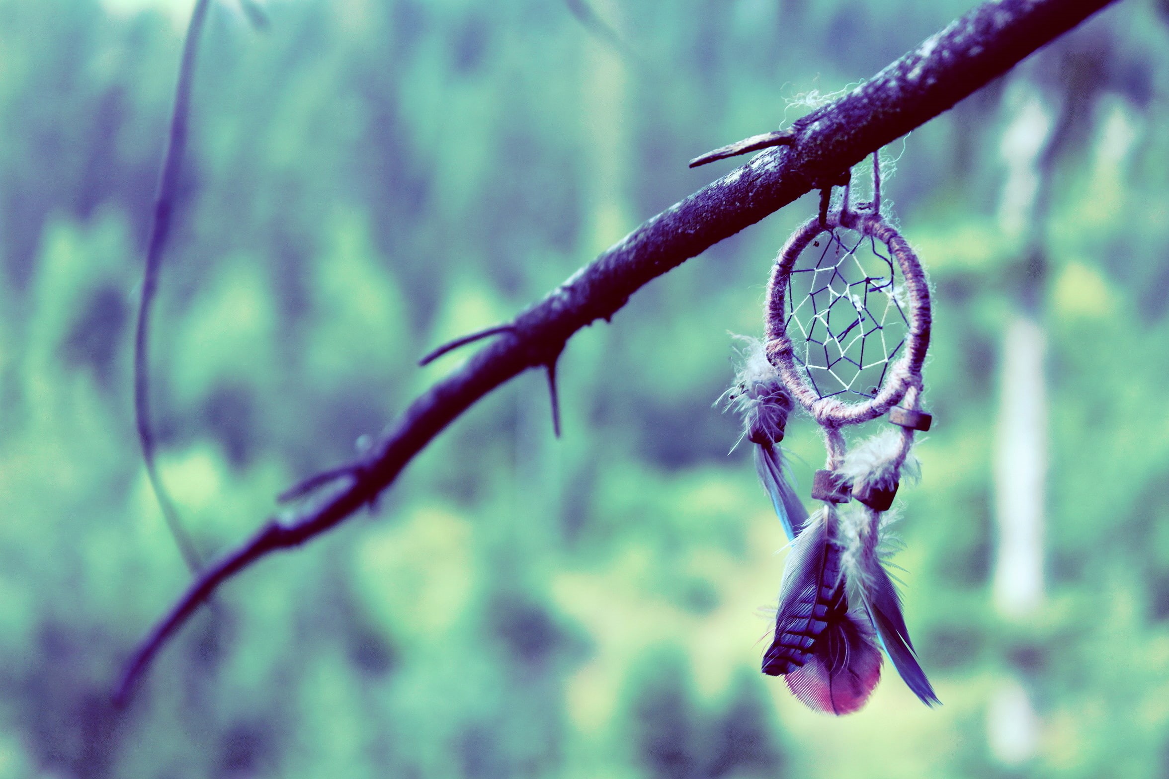 water, purple, green color, dew, black, dream, catcher, hanging, beauty in nature, tranquility, 1080P, close-up, Dreamcatcher, outdoors, feathers, nature, HD Wallpaper
