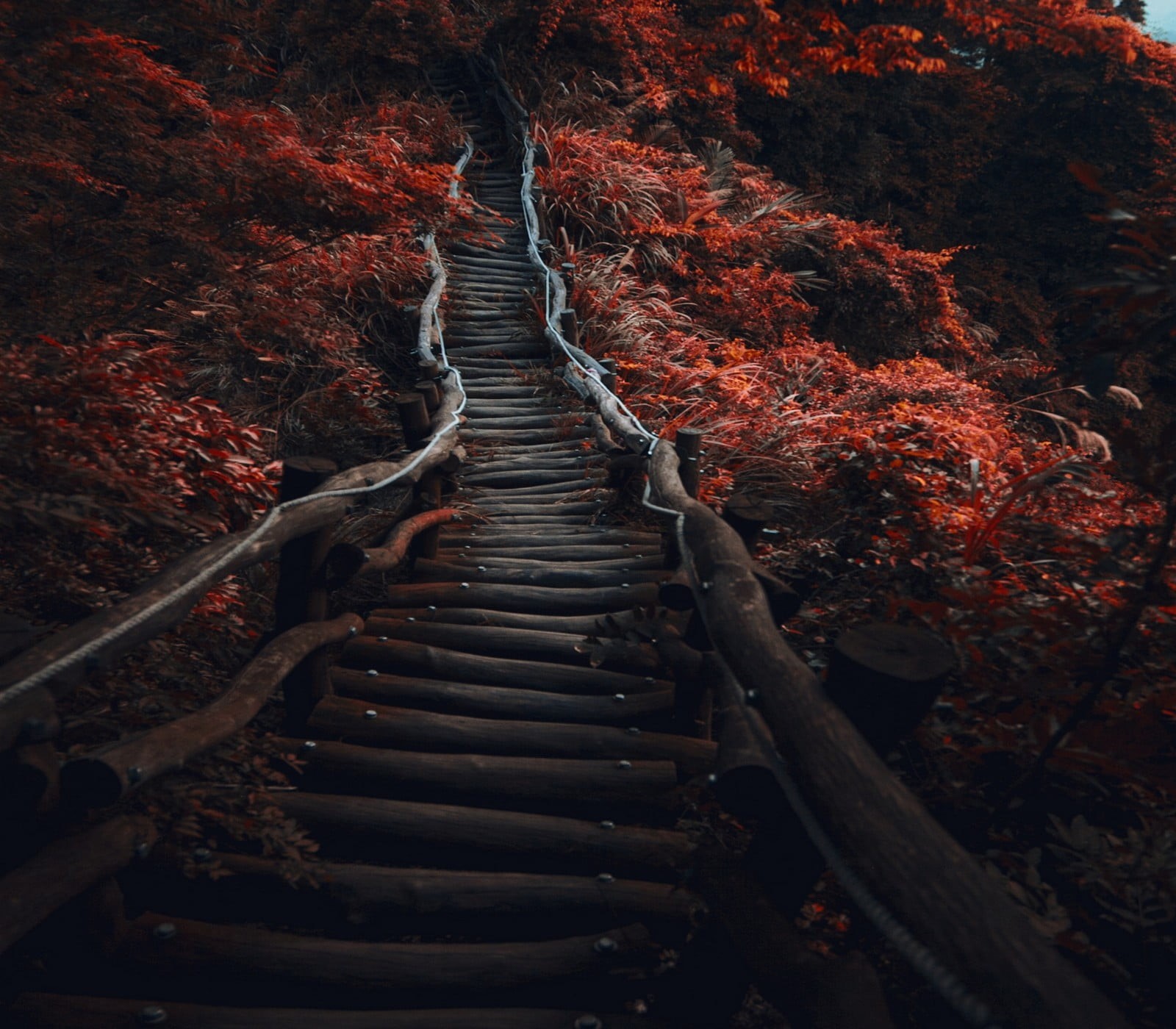 tree, wooden, dark, red, orange color, mountain, leafed, wood - material, no People, non-urban scene, leaf, forest, footpath, river, shrubs, outdoors, tranquil scene, HD Wallpaper