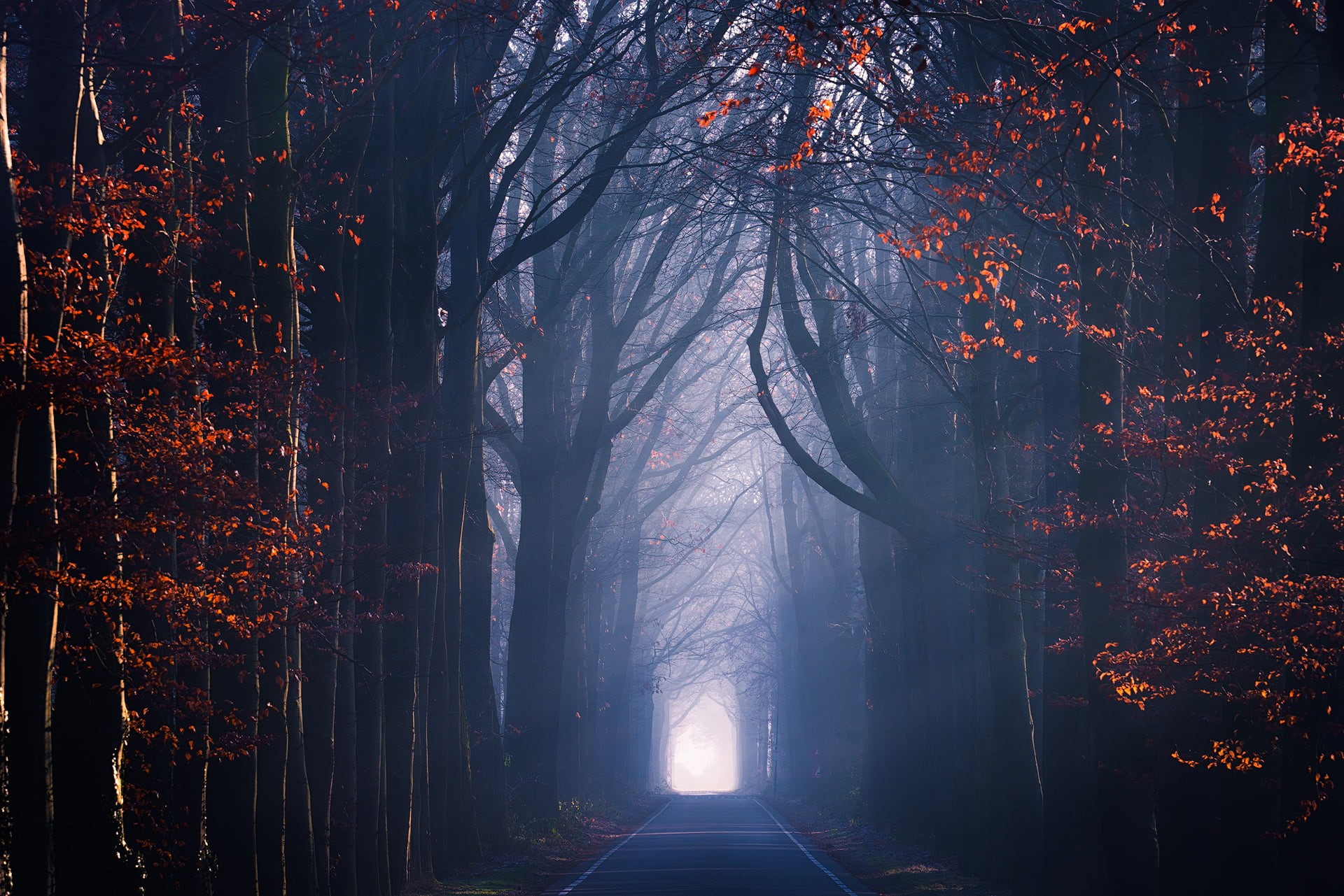 fantasy, horror, beauty In Nature, magic, tranquility, tree, autumn, leafed, footpath, plant, tree trunk, change, tranquil Scene, winter, night, brown, HD Wallpaper