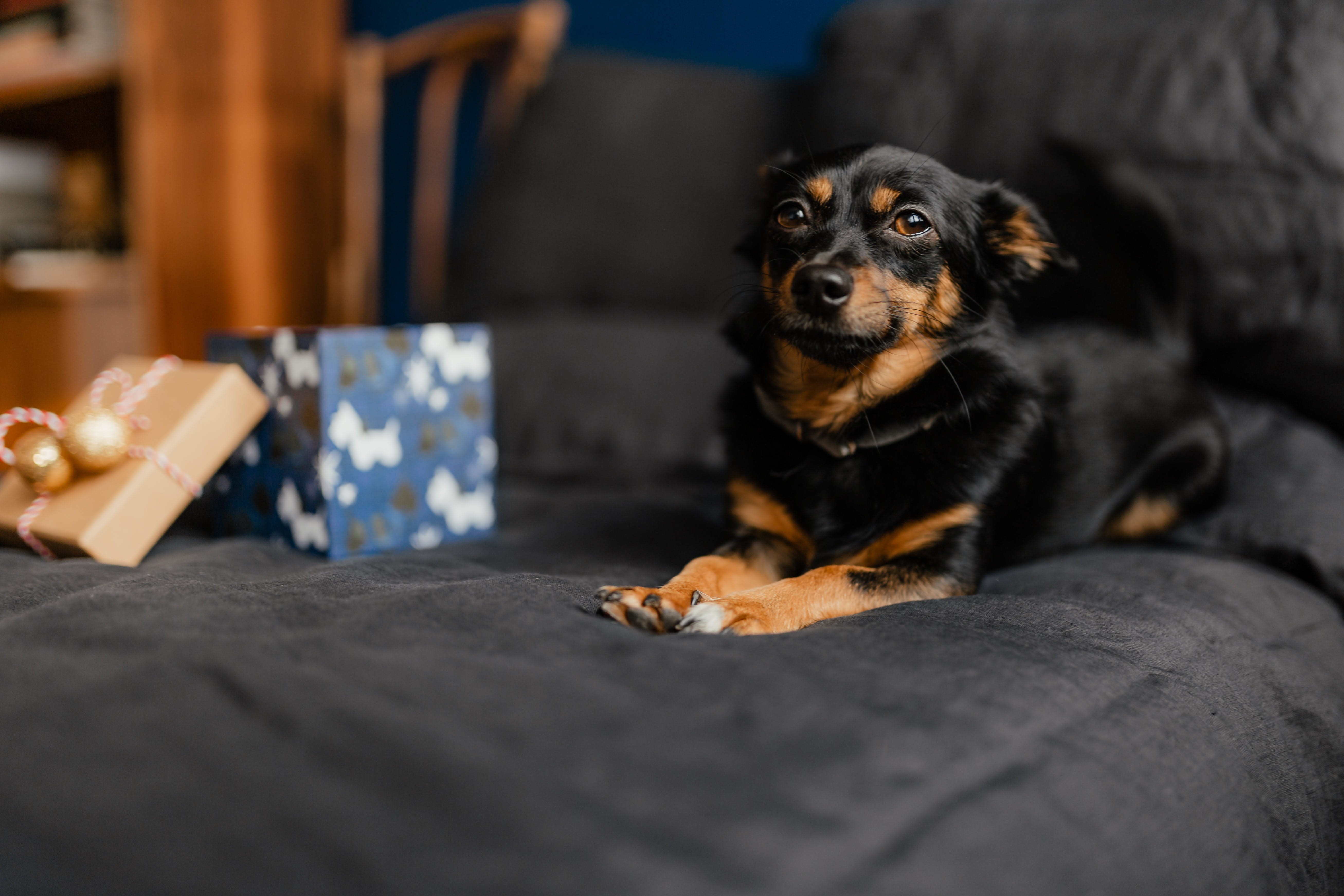 selective focus, bedding, cute dog, canine, 5K, gifts, on bed, one animal, xmas, small dog, puppy, domestic room, small, black color, black, december, HD Wallpaper