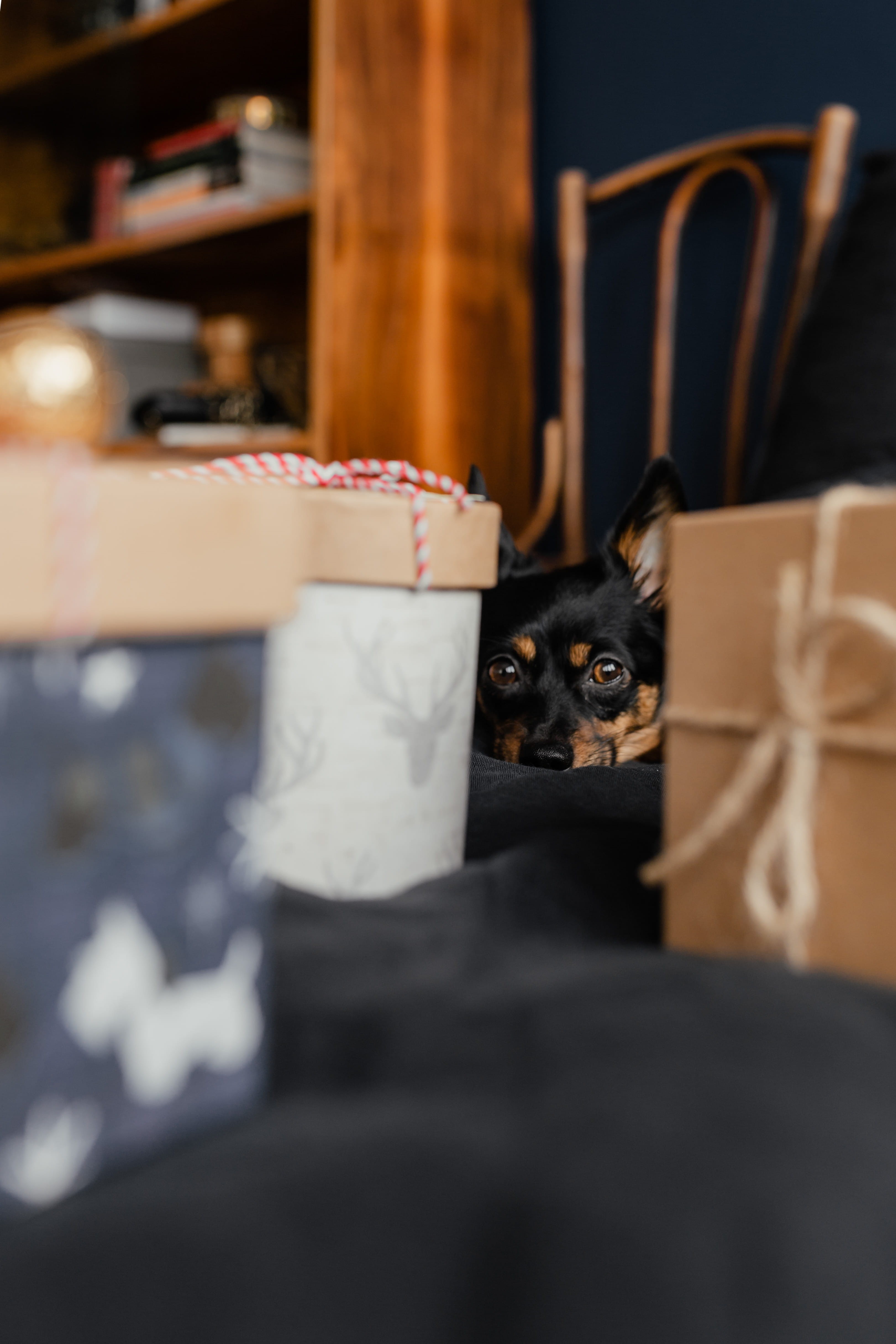 box - container, pets, vertebrate, bedding, bedroom, black, hiding, looking at camera, puppy, animal head, pet, no people, cardboard, animal, xmas, december, Phone HD Wallpaper