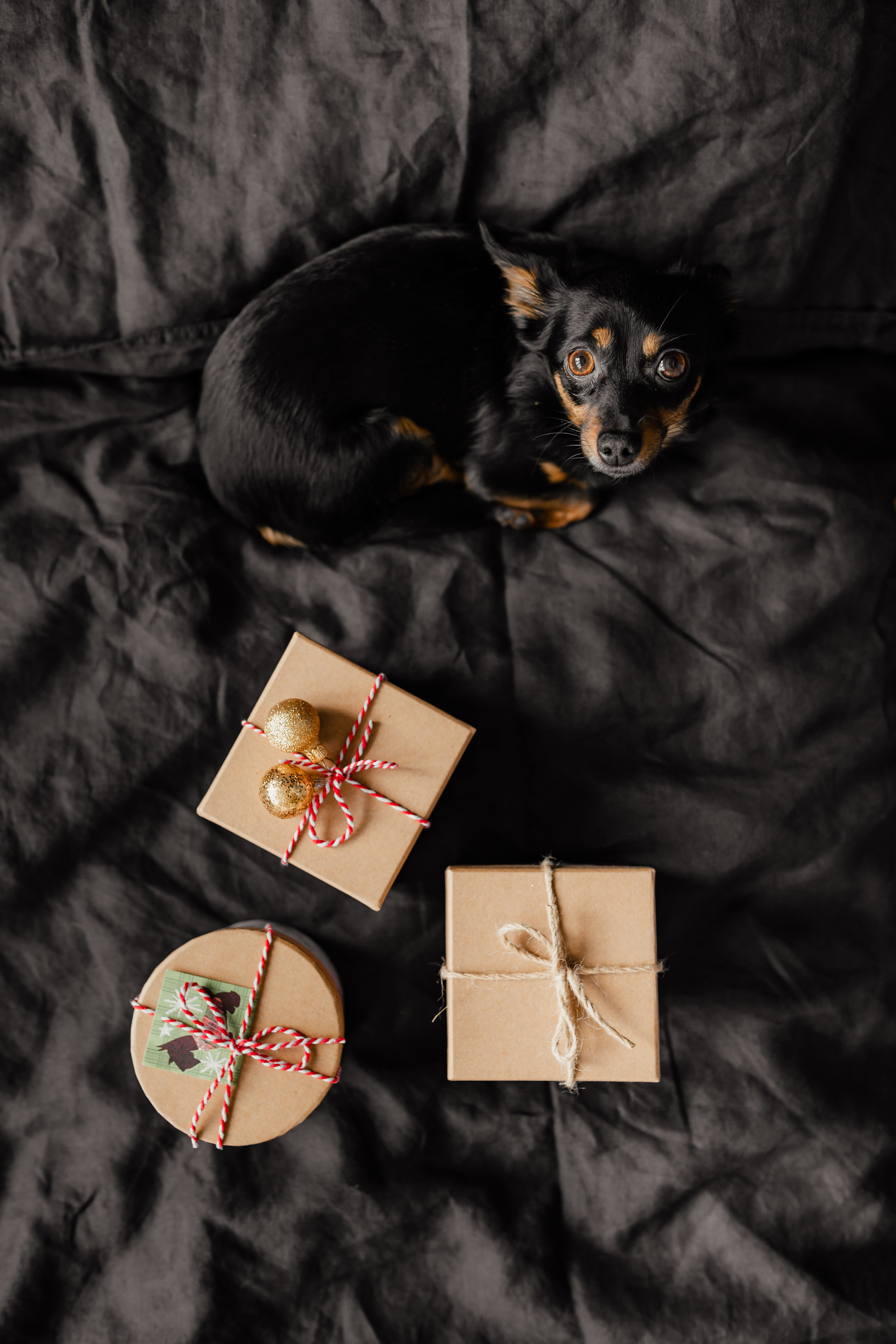 celebration, gift, close-up, december, domestic animals, bedding, cute, pet, indoors, black, little, dog, black background, bedroom, mammal, no people, Phone HD Wallpaper