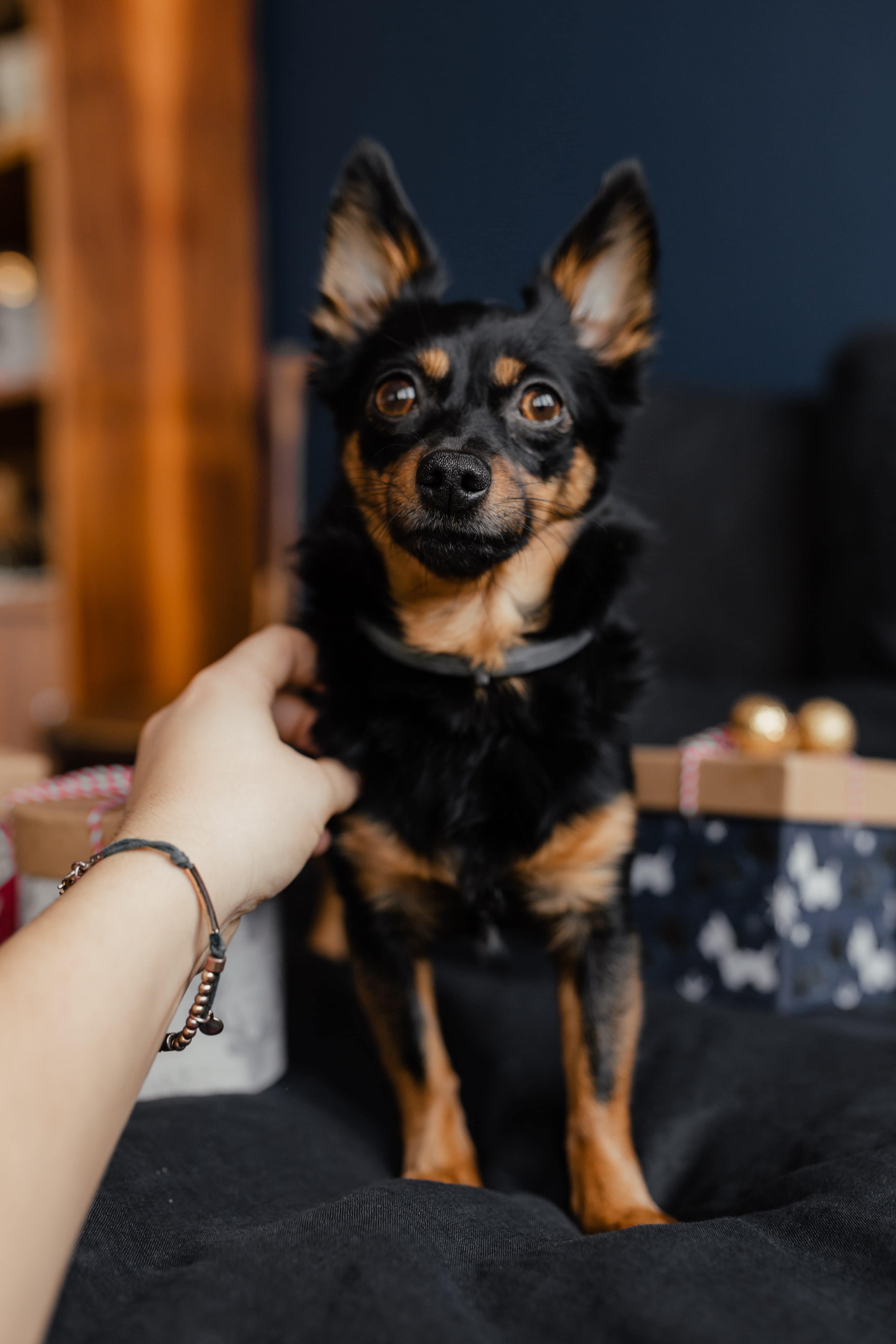 finger, gifts, domestic animals, cute dog, vertebrate, hand, bedding, lifestyles, puppy, small, pet owner, small dog, celebration, on bed, human hand, real people, Phone HD Wallpaper