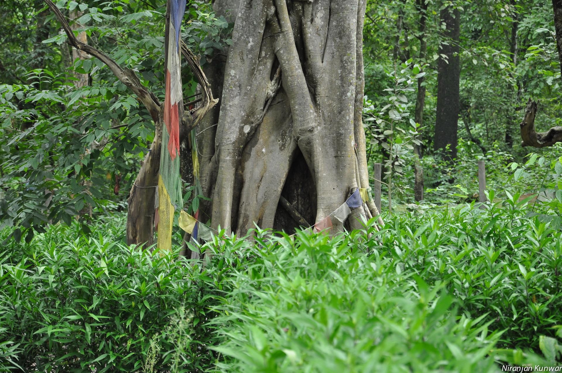 sangha, tree, 3d and abstract, forest, nepal, meditation, bodhitree, dharma, 1080P, HD Wallpaper