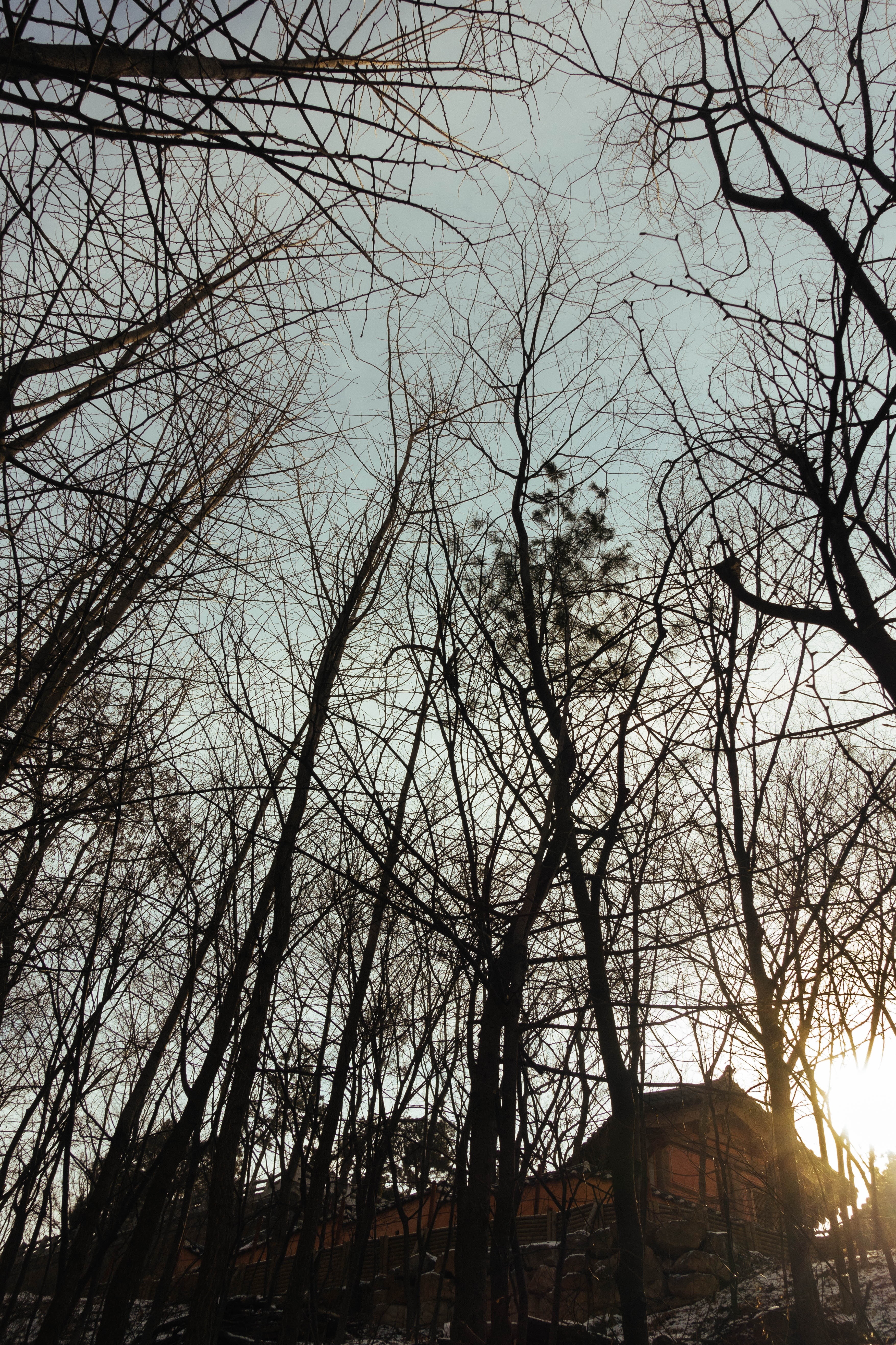 architecture, republic of korea, branch, 5K, silhouette, section, wood, winter, heukseok-dong, no people, seoul, land, outdoors, dharma four, building exterior, Phone HD Wallpaper